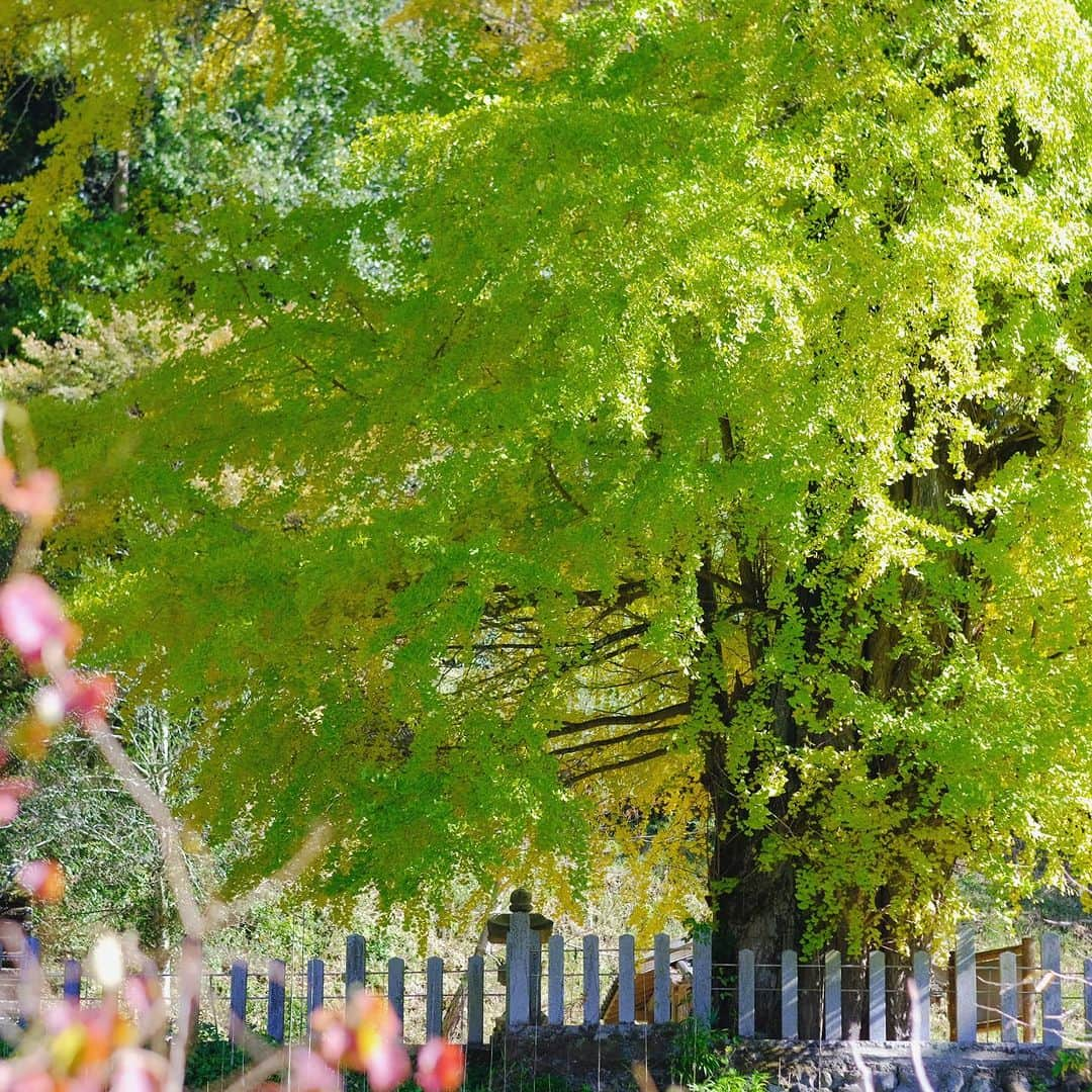 奈良 長谷寺 / nara hasederaさんのインスタグラム写真 - (奈良 長谷寺 / nara hasederaInstagram)「色付き進み、黄から赤へ #玉鬘の大銀杏 #源氏物語 の玉鬘にちなみ名付けられた  The leaves are changing color. yellow to red. @hase_dera Temple is the setting for Chapter 22 of The “Tale of Genji“,written in the 10th century.  #長谷寺 #奈良長谷寺 #総本山長谷寺 #真言宗豊山派 #花の御寺 #奈良 #hasedera #hasederatemple #temple #japan #japanesetraditional #pilgrimage #nara #tourism #sightseeing #japanesetemple #西国三十三所 #霊場 #巡礼 #四寺巡礼 #長谷寺が好き #日本遺産 #観音さんさんサイコク巡礼 #千年巡礼」11月22日 12時18分 - hase_dera