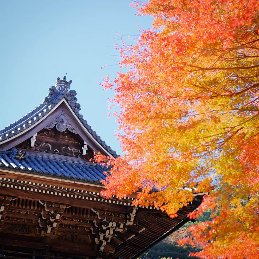 奈良 長谷寺 / nara hasederaのインスタグラム：「色付き進み、黄から赤へ #玉鬘の大銀杏 #源氏物語 の玉鬘にちなみ名付けられた  The leaves are changing color. yellow to red. @hase_dera Temple is the setting for Chapter 22 of The “Tale of Genji“,written in the 10th century.  #長谷寺 #奈良長谷寺 #総本山長谷寺 #真言宗豊山派 #花の御寺 #奈良 #hasedera #hasederatemple #temple #japan #japanesetraditional #pilgrimage #nara #tourism #sightseeing #japanesetemple #西国三十三所 #霊場 #巡礼 #四寺巡礼 #長谷寺が好き #日本遺産 #観音さんさんサイコク巡礼 #千年巡礼」