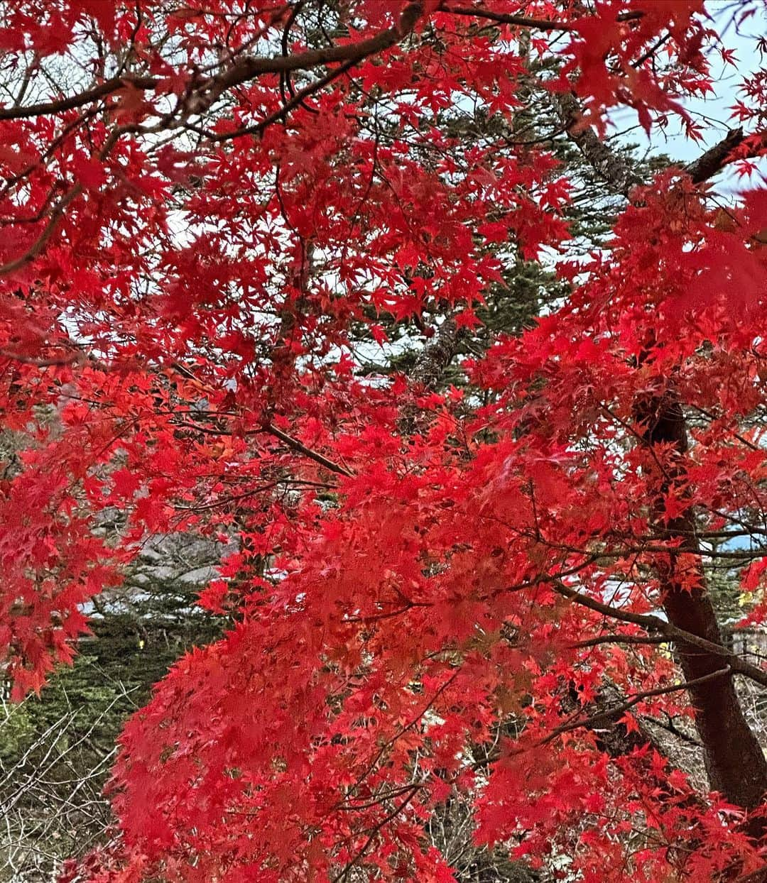 あやか（石山彩花）さんのインスタグラム写真 - (あやか（石山彩花）Instagram)「🍁Nikko🍁  紅葉感じたくて日光に行ってきた🙌日本の四季を感じるのが趣味です。日本ってたくさんいい所ある！  小学校振りの華厳ノ滝行ったら 会えてないけど友達２組同じ日にきてた！きっと華厳に呼ばれてた日だったんだなぁ🤣🤣🤣  @yelloshoes_official の 超かわいいブーツは @komodo__33 がお姉ちゃん誕プレ！ってプレゼントしてくれたの🥹🥰🙌ありがとう🫶🏻  冬はどこいこうかなぁー🫡  #紅葉  #日光 #日光旅行 #日本旅行 #栃木旅行 #秋 #autumn」11月22日 12時51分 - ayakateen821