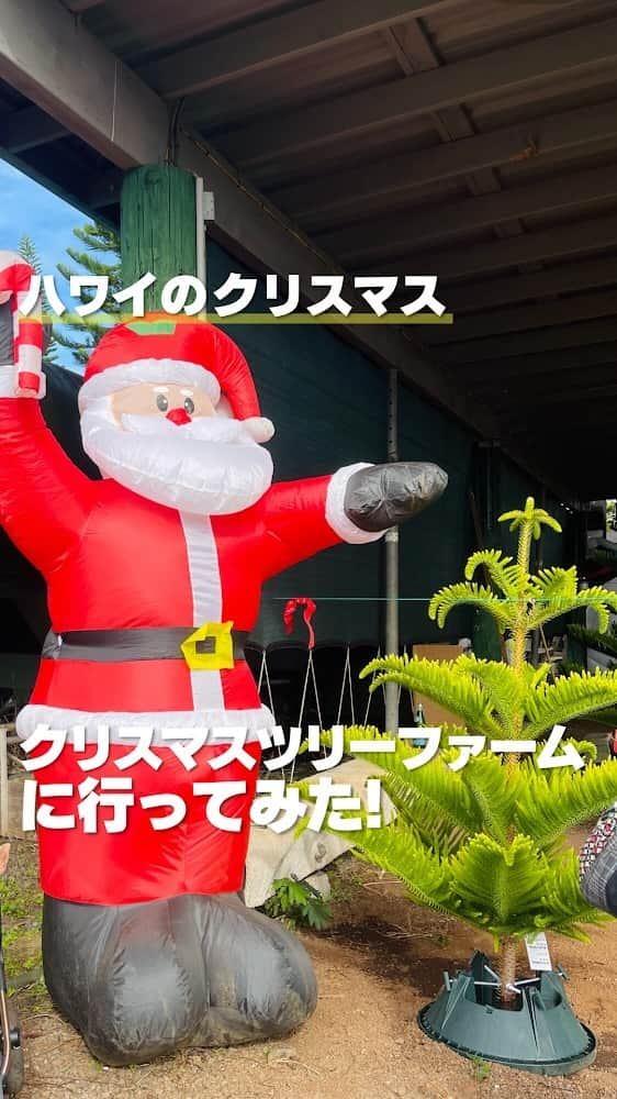 KAUKAU/カウカウハワイのインスタグラム：「オアフ島ワヒアワにある、本物のクリスマスツリーを販売している「ヘレマノファームズ」に行ってきました🌲 ここには様々な種類のツリーがあり、とってもワクワクする空間😍 アメリカの映画で見るような、網で包まれたツリーを車の上に乗せて帰る、なんて姿も見られます😆 残念ながら目的のパインツリーの販売は来週からだったので、また出直しです🥹  日本には、クリスマスツリーファーム、ありますか？🎄  #クリスマスツリー #クリスマス #ハワイのクリスマス #ヘレマノファームズ #クリスマスツリーファーム #ハワイ情報 #ハワイ旅行記」