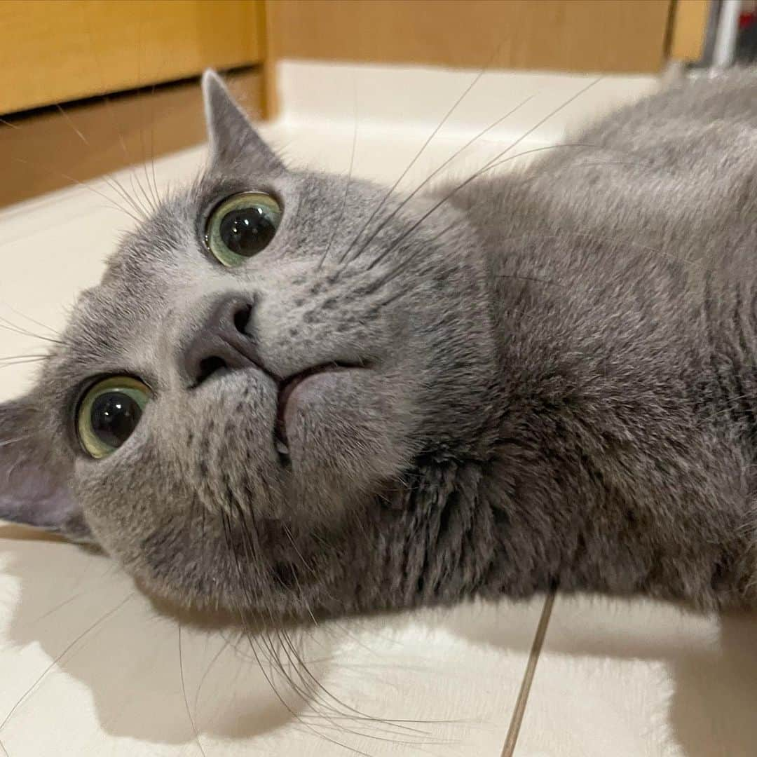 KOUMIさんのインスタグラム写真 - (KOUMIInstagram)「Watashi no Neko wa sometimes chotto weird ne😮‍💨 . . . . #catstagram#russianblue#alwaysweird#ねこのいる生活#猫のいる暮らし#ロシアンブルー#変な猫#こう見えてめっちゃかまちょ#😽」11月23日 0時09分 - iamkoumikolme