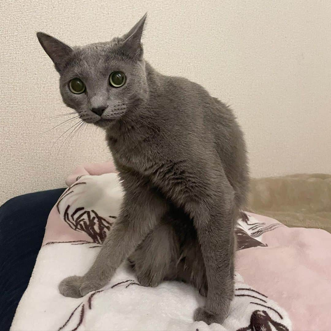 KOUMIさんのインスタグラム写真 - (KOUMIInstagram)「Watashi no Neko wa sometimes chotto weird ne😮‍💨 . . . . #catstagram#russianblue#alwaysweird#ねこのいる生活#猫のいる暮らし#ロシアンブルー#変な猫#こう見えてめっちゃかまちょ#😽」11月23日 0時09分 - iamkoumikolme