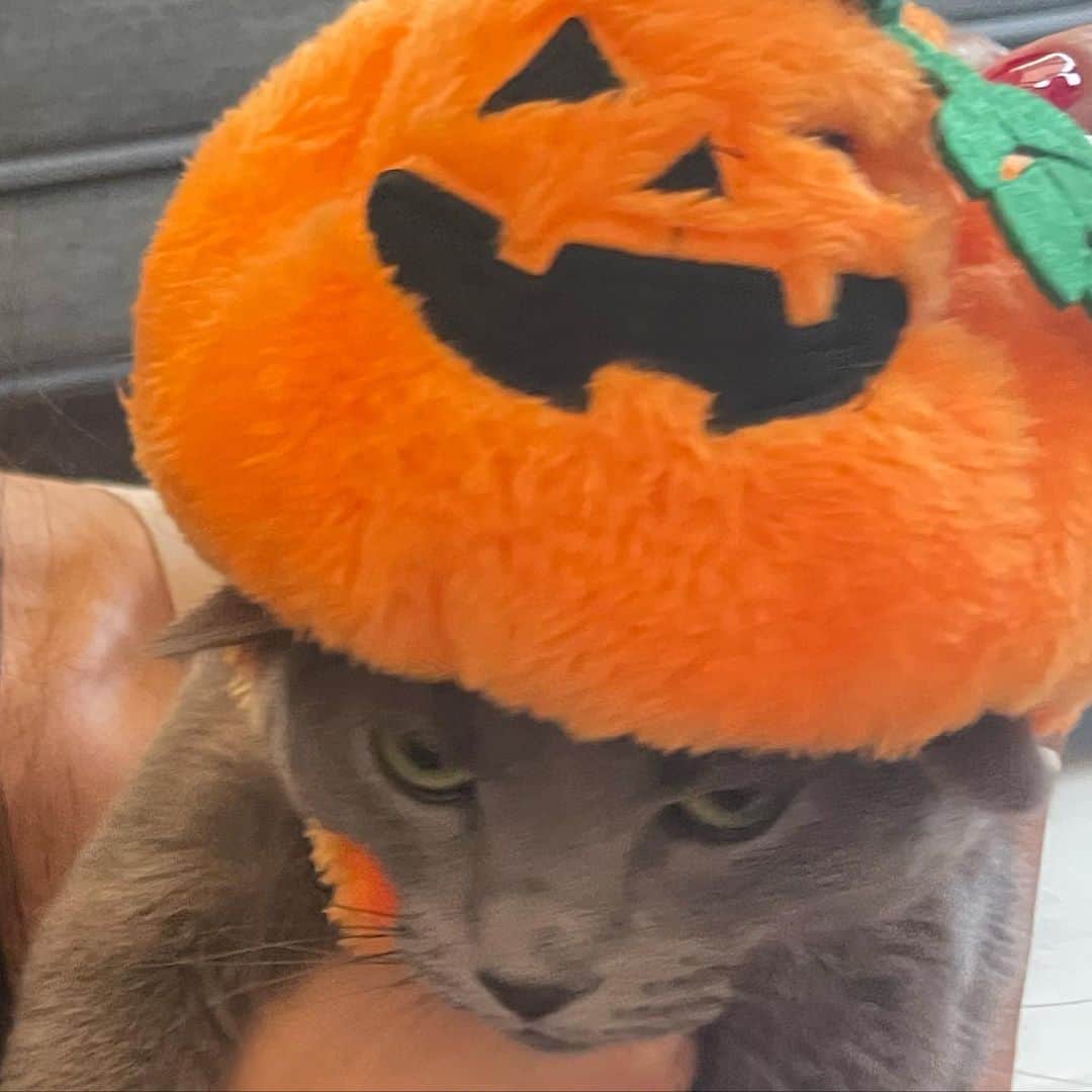 KOUMIさんのインスタグラム写真 - (KOUMIInstagram)「Watashi no Neko wa sometimes chotto weird ne😮‍💨 . . . . #catstagram#russianblue#alwaysweird#ねこのいる生活#猫のいる暮らし#ロシアンブルー#変な猫#こう見えてめっちゃかまちょ#😽」11月23日 0時09分 - iamkoumikolme