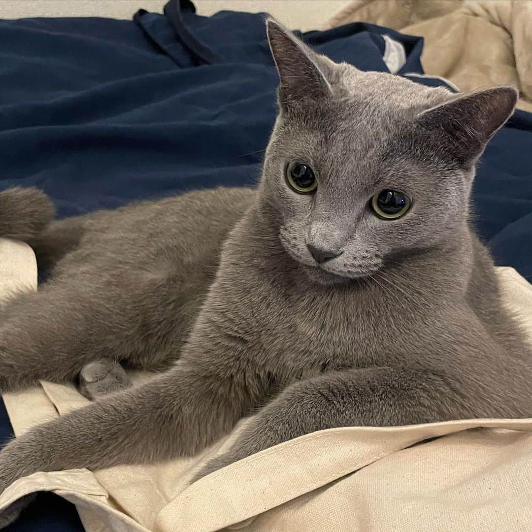 KOUMIさんのインスタグラム写真 - (KOUMIInstagram)「Watashi no Neko wa sometimes chotto weird ne😮‍💨 . . . . #catstagram#russianblue#alwaysweird#ねこのいる生活#猫のいる暮らし#ロシアンブルー#変な猫#こう見えてめっちゃかまちょ#😽」11月23日 0時09分 - iamkoumikolme