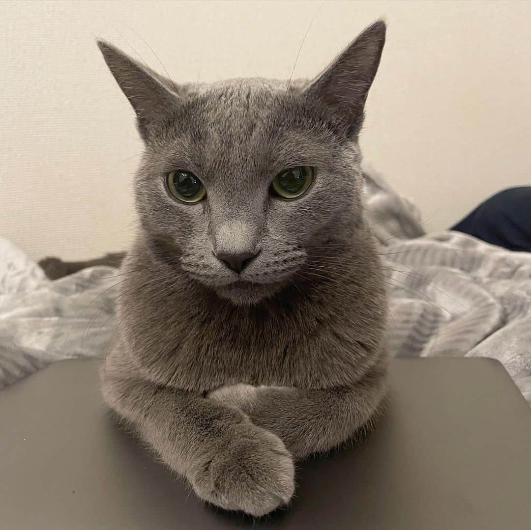 KOUMIさんのインスタグラム写真 - (KOUMIInstagram)「Watashi no Neko wa sometimes chotto weird ne😮‍💨 . . . . #catstagram#russianblue#alwaysweird#ねこのいる生活#猫のいる暮らし#ロシアンブルー#変な猫#こう見えてめっちゃかまちょ#😽」11月23日 0時09分 - iamkoumikolme