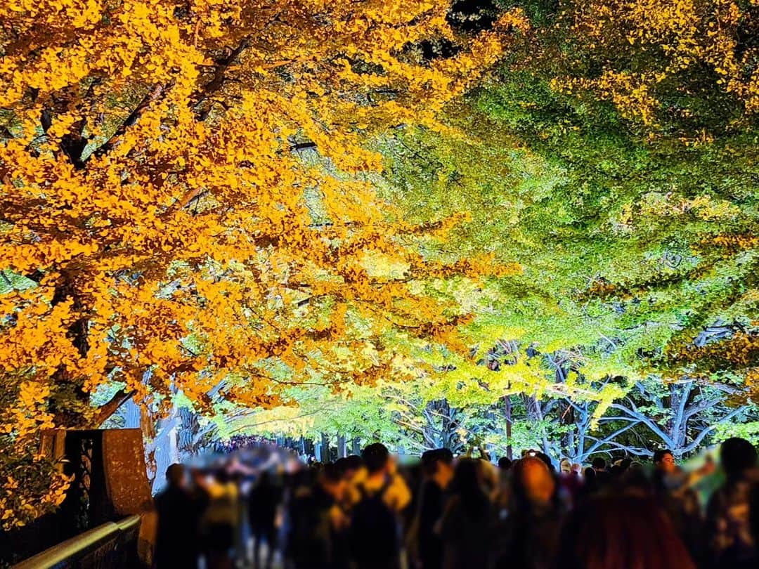 花咲ゆき美さんのインスタグラム写真 - (花咲ゆき美Instagram)「昨日は、昭和記念公園の【秋の夜散歩2023】に行ってきました😊  まずは～【かたらいのイチョウ並木】  そのままでも素敵でしたが、20分に１回だったかな？真っ暗になったあとに複数のライトで照らされたイチョウ並木が色々な色で見られて本当に綺麗でした✨  #花咲ゆき美」11月22日 22時49分 - yukimi0774