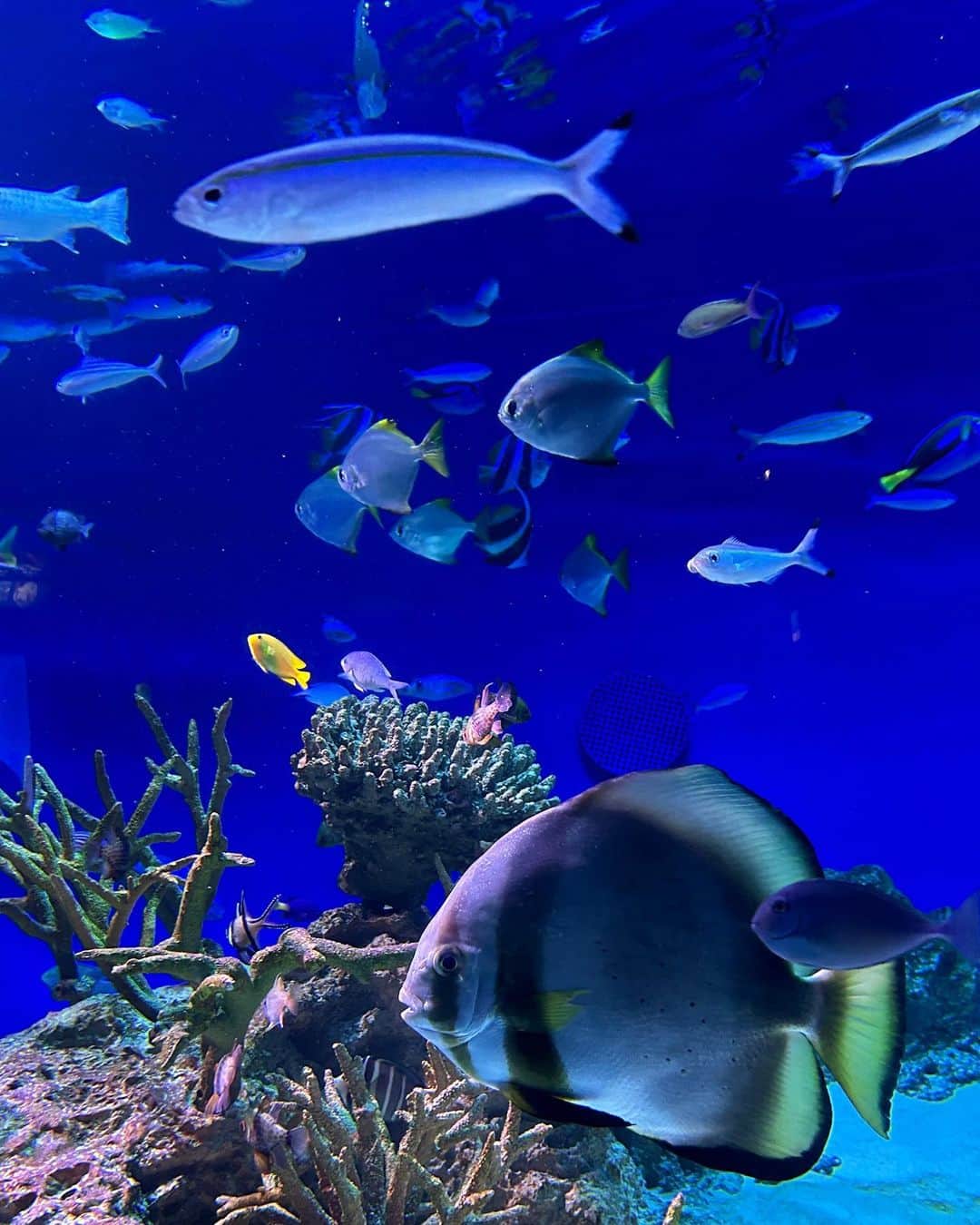 日高里緒さんのインスタグラム写真 - (日高里緒Instagram)「お友達と水族館いってきたよ🪼🫧  さかなさかなさかな〜  りおはおもしろい形の魚がいると 止まって見ちゃうねんよなぁー  あ、あとくらげとかひとでも好き！  でも1番好きなのはトド。。  みんなどこのゾーン長くいちゃう？？  #江ノ島#江ノ島水族館#魚料理」11月22日 23時00分 - rio_hidaka