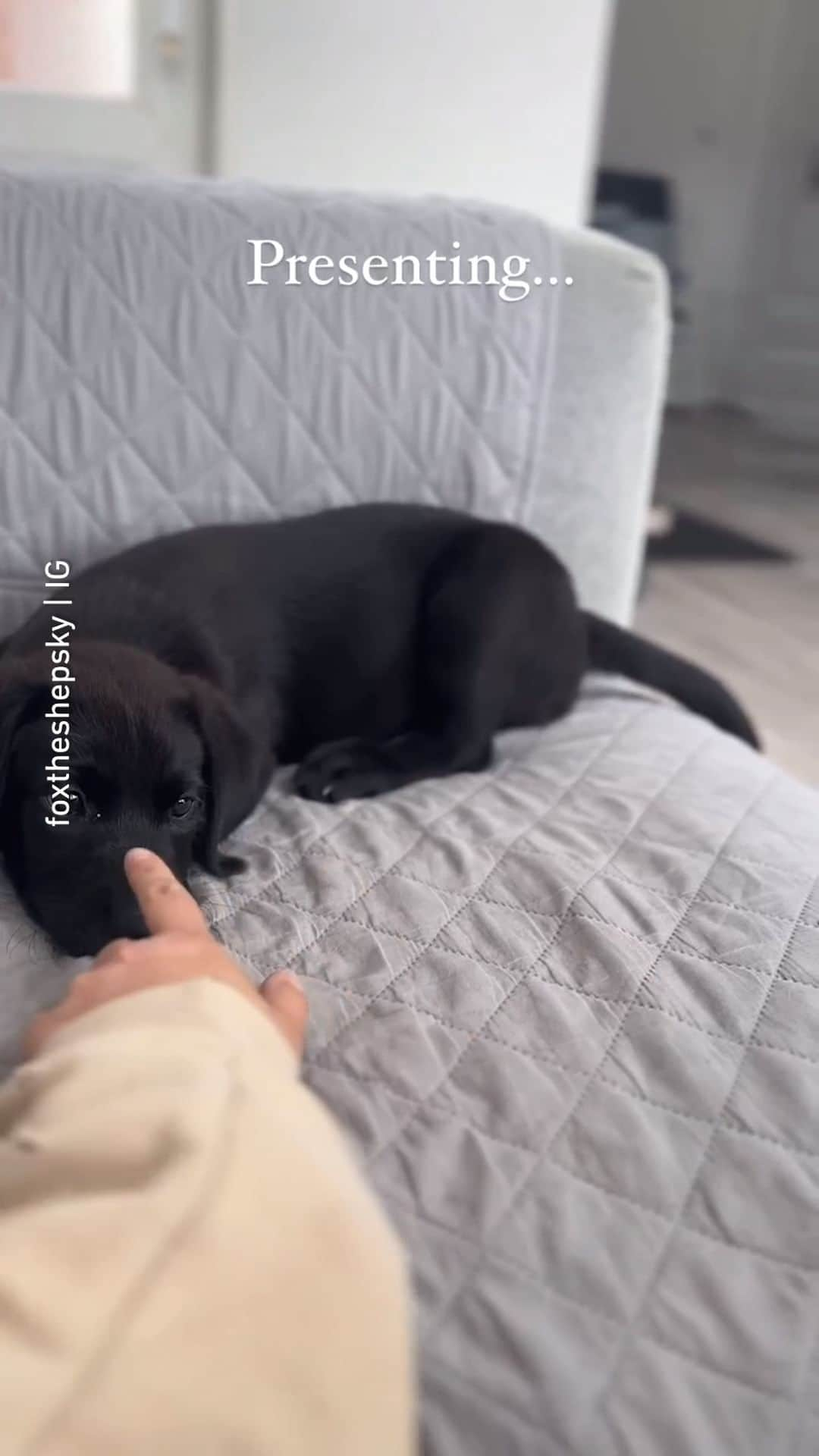 8crapのインスタグラム：「Boop to activate tail 👆 📹 @foxtheshepsky - #barked #dog #doggo #puppy #pupper #LabradorRetriever #Labrador #LabradorPuppy」