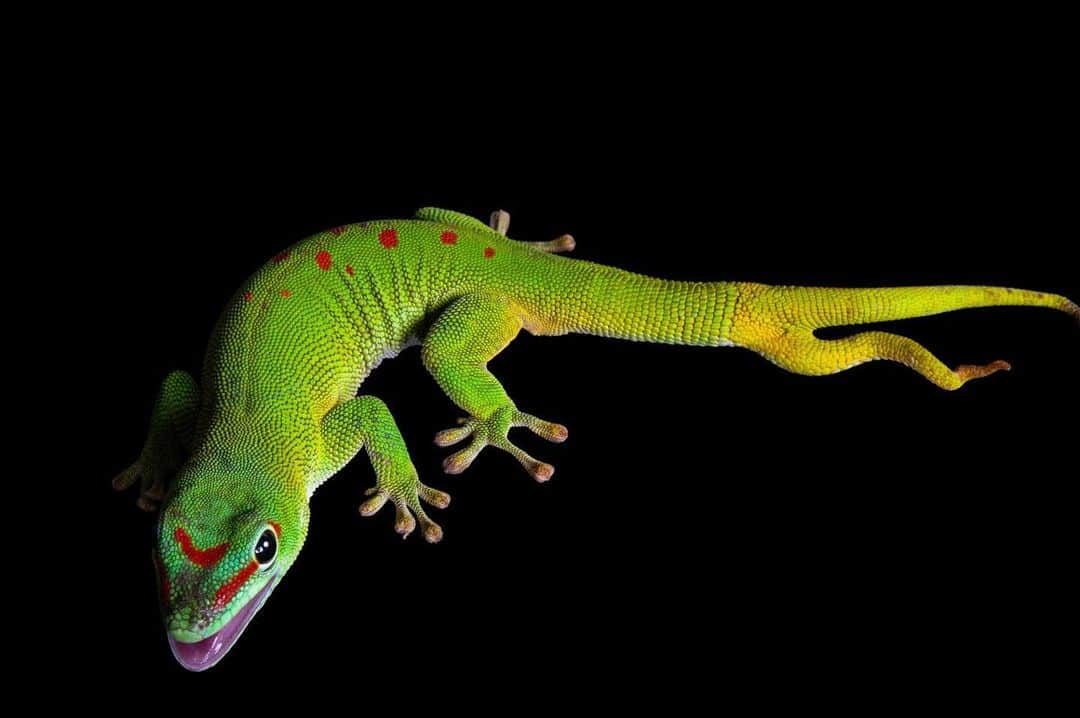 Joel Sartoreのインスタグラム：「The Madagascar giant day gecko’s tail can regenerate after an injury - in this case, it grew back twice. Such tails, which can sometimes grow longer than the gecko’s body, aids this tree-dwelling species in balancing as it clings to branches and trunks with sticky, flattened toe pads.   #gecko #animal #wildlife #photography #animalphotography #wildlifephotography #studioportrait #PhotoArk @insidenatgeo」