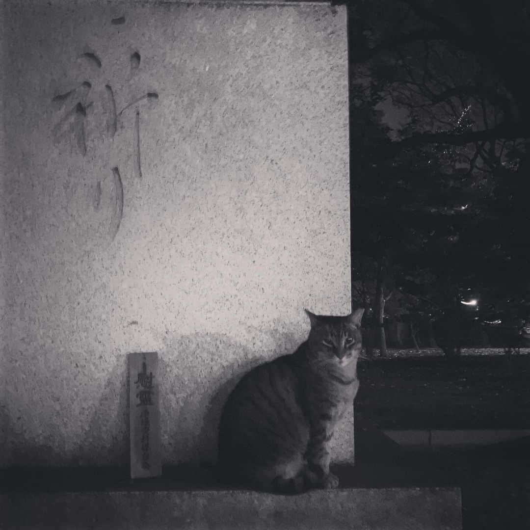 ナガイケジョーさんのインスタグラム写真 - (ナガイケジョーInstagram)「夜の広島散歩🚶 つい数週間前にも楽器を背負って歩いた道を、今日は厚手のコートを纏って歩く。秋から冬へ、季節は移ろい。 あまり夜に歩いたことはなかったもので、思いの外冷える空気を味わいながら平和記念公園の辺りをトボトボと。 まるでひと気がないからか、静けさのなかで感情も深まる。運良くなのか、ともに祈るネコもいたりして、今日は今日で今日だけの気持ちに浸れた束の間の散歩道。 終始、月がキレイでありました🚶‍♂️ 広島を経由して、明日は福岡へ。 これはこれで、数奇な人生だな。と思う。  #広島散歩」11月22日 23時43分 - joenagaike