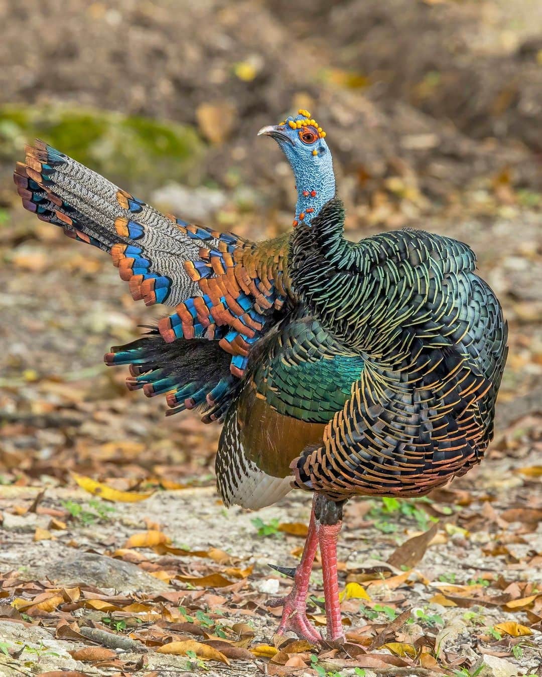 アメリカ自然史博物館のインスタグラム：「“I’m not like other turkeys.” 💅 Meet the dazzling Ocellated Turkey (Meleagris ocellata).   This bird is a flashier relative to the typical Wild Turkey (Meleagris gallopavo) often associated with Thanksgiving. It sports a lustrous coat of colorful feathers and a blue head dotted with vivid orange bumps. The word “ocellated” in its common name refers to the eye-like markings on this turkey’s tail, which are similar to those found on a peacock’s plumes.  While the Ocellated Turkey is closely related to its North American cousin, don’t expect them to sound the same. This spectacular bird's gobble begins with a series of low frequency thumps—similar to the sound of a starting engine!  Photo: Charles J. Sharp, CC BY-SA 4.0, Wikimedia Commons  #wildlife #nature #amazingnature #didyouknow #animalfacts #museum」