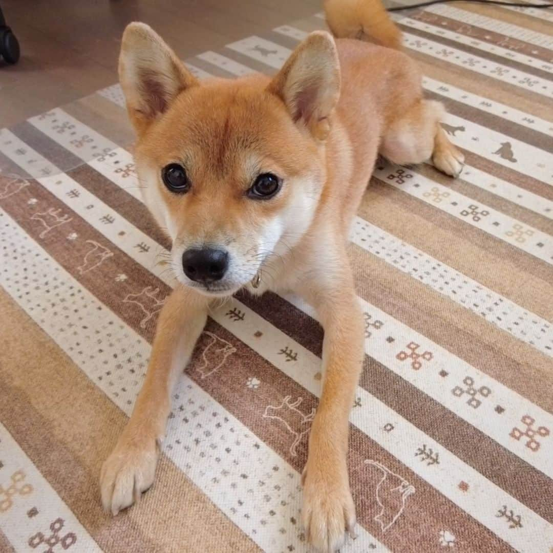 柴犬小春さんのインスタグラム写真 - (柴犬小春Instagram)「伏せ！ています 柴犬小夏です＾＾ お手は覚えてくれないので頓挫してます」11月22日 15時17分 - kohachannel