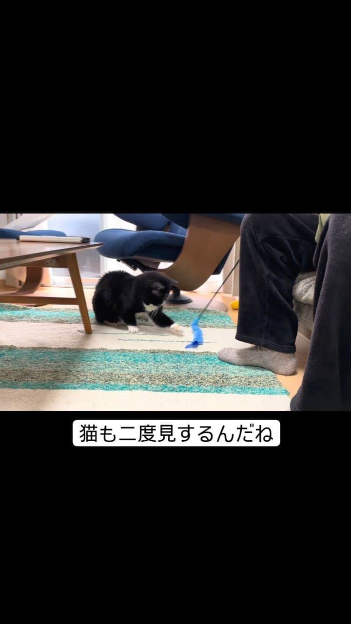 もんたの日常のインスタグラム：「猫の二度見」