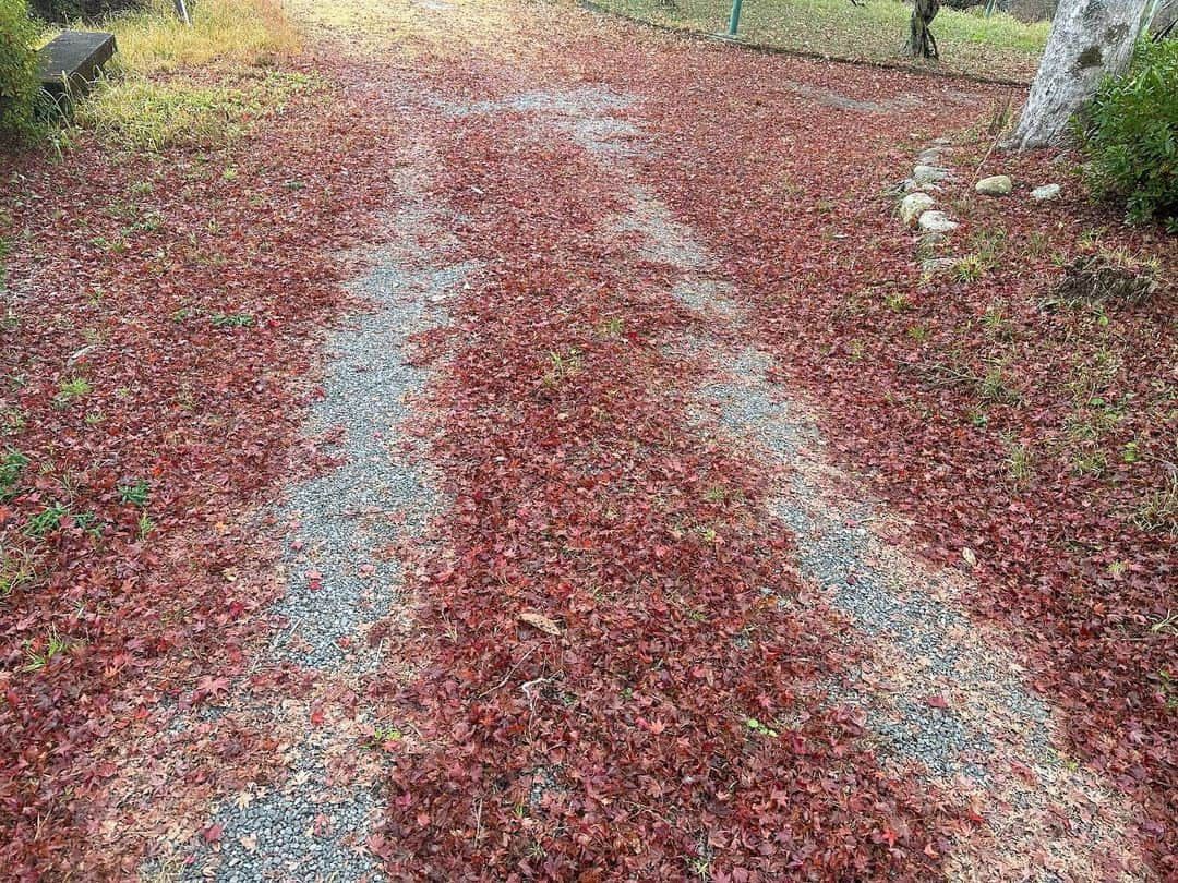 大隅智子さんのインスタグラム写真 - (大隅智子Instagram)「ふらっと広島県北部の庄原に行ってきました。 今年は紅葉が遅く、まだ見頃のものも多く、楽しめました。 上野公園や備北丘陵公園を軽く散策。 朝露やどんぐり、松ぼっくりなどを発見！ 話題のお店にも行き、味噌牛乳ホルモンちゃんぽんを頂きました！ アメダスも見ておきました。 自然の中は気持ちよかったです。」11月22日 16時30分 - tomokotenki