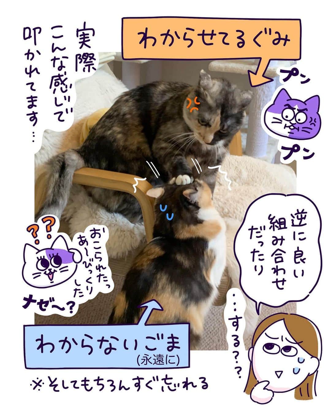 澤村 花菜さんのインスタグラム写真 - (澤村 花菜Instagram)「色々気にしすぎるタイプと、色々気にしなさすぎるタイプ。毎日のように叩かれてます。まぁなんだかんだなかよしだけど👭  #ぐみごまのまんが  #日常まんが #猫まんが #イラスト」11月22日 17時01分 - hamchim
