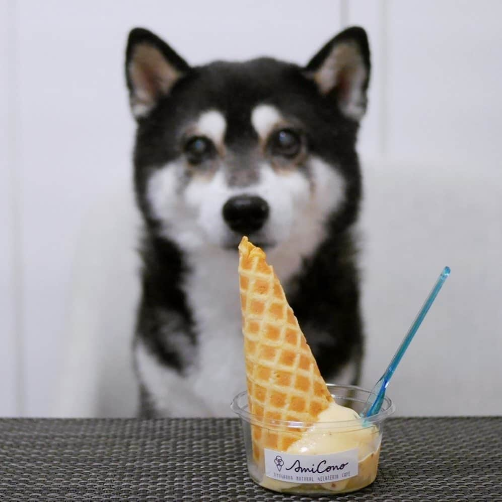 くろさんのインスタグラム写真 - (くろInstagram)「@amicono_jiyugaoka 🍨 自由が丘のジェラート屋さんAmiCono  今回はオーダーしたら焼いてくれるジェラコーノの芋仙人◡̈  #豆も気になるぅ  #寸止め #寸止め犬 #AmiCono #amicono_jiyugaoka  #AmiConoジェラート #自由が丘ジェラート #ジェラート自由が丘 #自由が丘カフェ  #自由が丘飲食店徘徊中 #くろ呑み喰い」11月22日 16時57分 - m6bmw