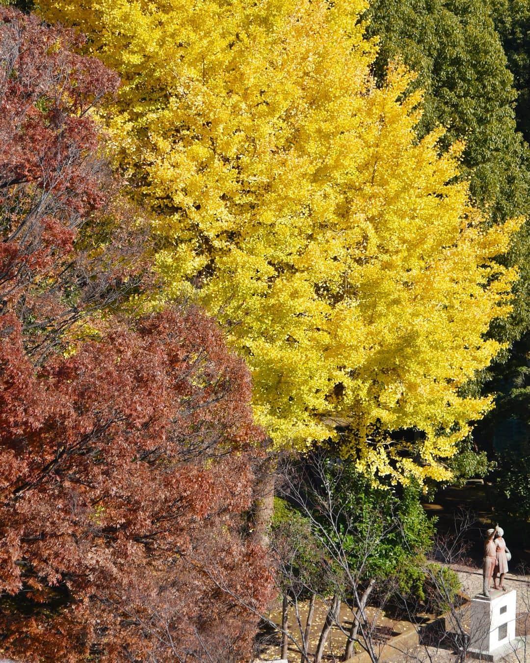 平塚市さんのインスタグラム写真 - (平塚市Instagram)「紅葉シリーズ第１弾🍁 青少年会館前の文化公園でイチョウを撮影しました📸 イチョウが日の光にあたり黄金色に輝いています✨  市内各所でイチョウの見頃が始まっています！ ぜひ秋の紅葉シーズンを堪能してみてください😊  #手をつなぎたくなる街 #hiratsukagood #hiratsuka　#平塚　#湘南 #kanagawaphotoclub　#autumnleaves #紅葉　#イチョウ　#黄葉　#文化公園　#青少年会館 #秋　#秋の訪れ　#お出かけ　#秋の庭 #今日もお疲れ様でした  #instagramjapan　#igersjp　#japanphoto #dslr　#camera　#bestjapanpic」11月22日 17時00分 - hiratsukagood