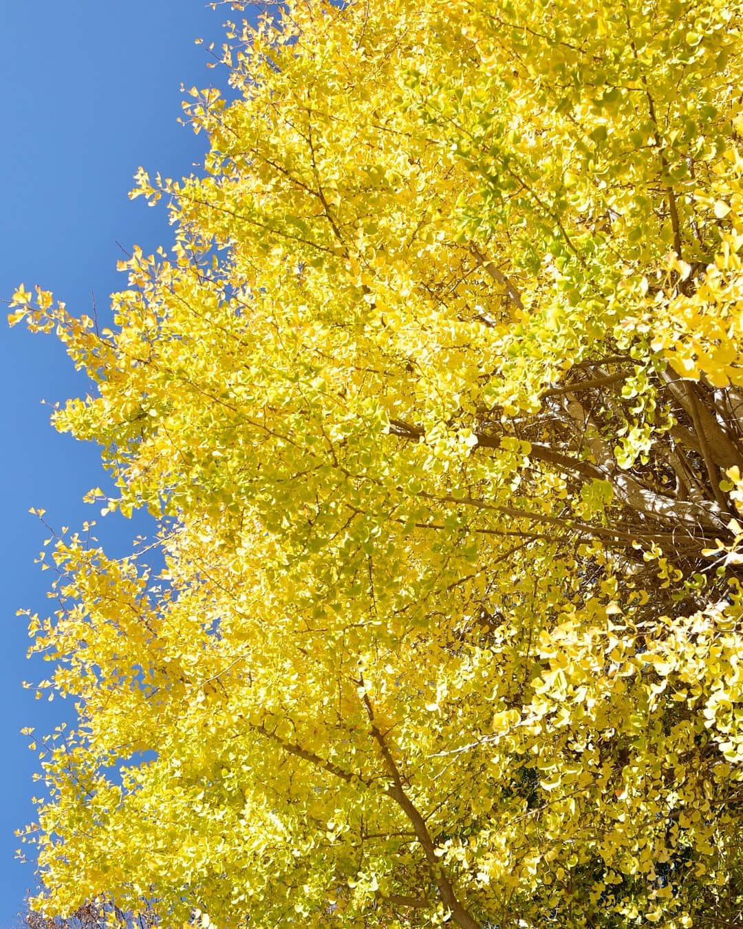 平塚市のインスタグラム：「紅葉シリーズ第１弾🍁 青少年会館前の文化公園でイチョウを撮影しました📸 イチョウが日の光にあたり黄金色に輝いています✨  市内各所でイチョウの見頃が始まっています！ ぜひ秋の紅葉シーズンを堪能してみてください😊  #手をつなぎたくなる街 #hiratsukagood #hiratsuka　#平塚　#湘南 #kanagawaphotoclub　#autumnleaves #紅葉　#イチョウ　#黄葉　#文化公園　#青少年会館 #秋　#秋の訪れ　#お出かけ　#秋の庭 #今日もお疲れ様でした  #instagramjapan　#igersjp　#japanphoto #dslr　#camera　#bestjapanpic」