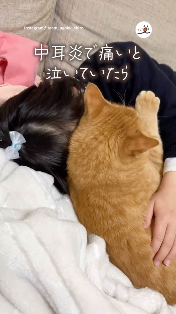 PECOねこ部のインスタグラム：「「痛いの痛いの飛んでいけ～🕊」 ㅤㅤ 今回素敵な動画を提供してくださったのは… @team_ugoku_shiro さん（ハウルくん） 他にも素敵なお写真がたくさんあるので ぜひ遊びに行ってみてね♪ ㅤㅤ ㅤㅤ ㅤㅤ 〖 #ペコねこ部（ #pecoいぬ部 ） 〗をつけてご投稿いただくと PECOのSNSで楽しくご紹介させていただきます😋 フォロー&コメントお待ちしています✨ ㅤㅤ ㅤㅤ  ============================== @pecocats（ @pecodogs ）☚YouTubeでも可愛いワンニャン紹介中🐶💕 ==============================  #猫部 #ふわもこ部 #猫好きな人と繋がりたい #catstagram #catlover #냥스타그램 #캣스타그램 #茶トラ #猫と子供 #優しい #おまじない #ふみふみ」