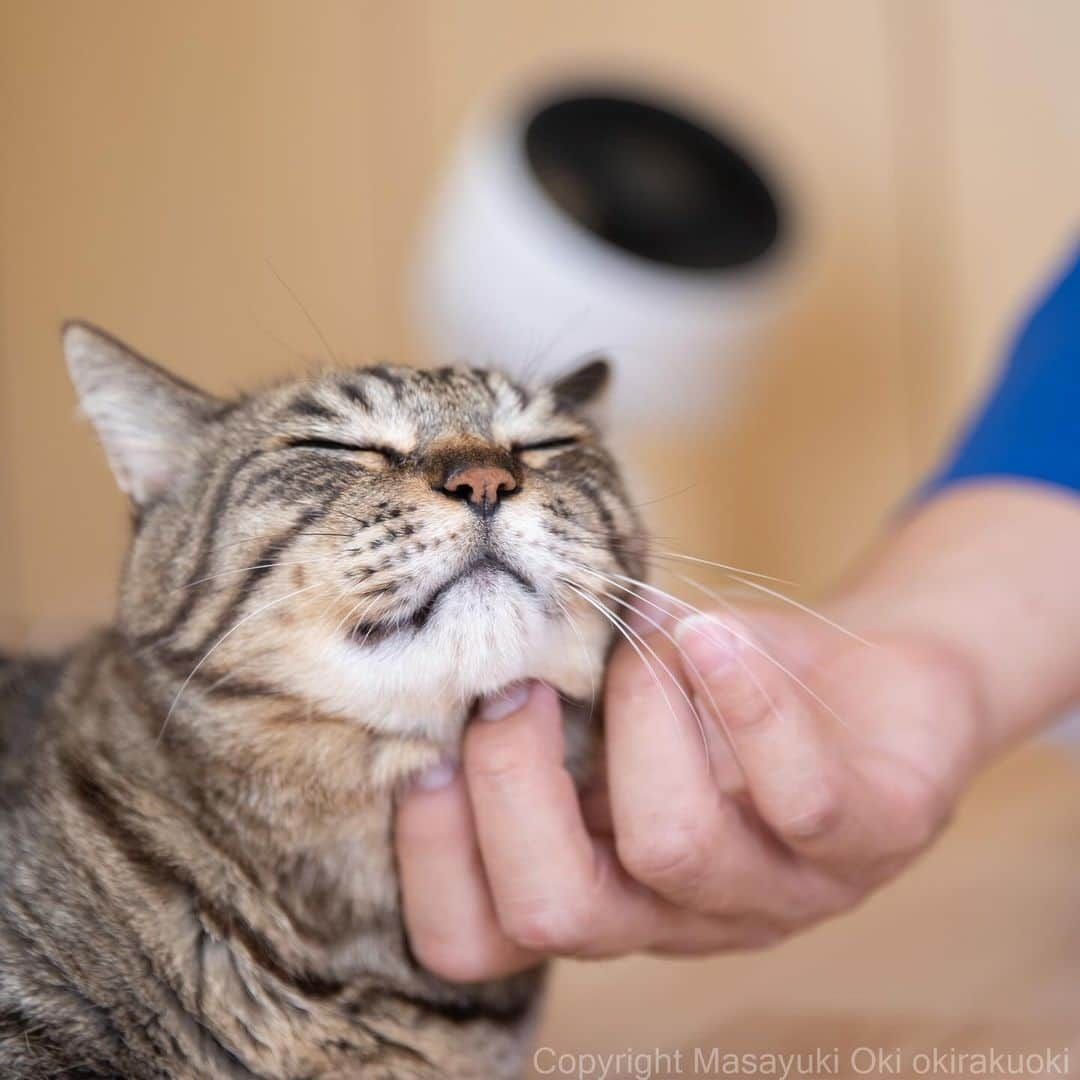 Masayukiさんのインスタグラム写真 - (MasayukiInstagram)「茨城県古河市で始まった愛猫登録制度についてインタビューを受けてきました。 ついでに古河で暮らす猫ちゃんの写真も撮ってきました。 その模様を「こがでくらすと」にて公開してますので是非ご覧くださいませ。 URLはストーリーと 必死すぎるおきのチャンネル。に載せておきますね。  #古河市 #こがくらす #こがでくらすと #cat #ねこ」11月22日 17時11分 - okirakuoki