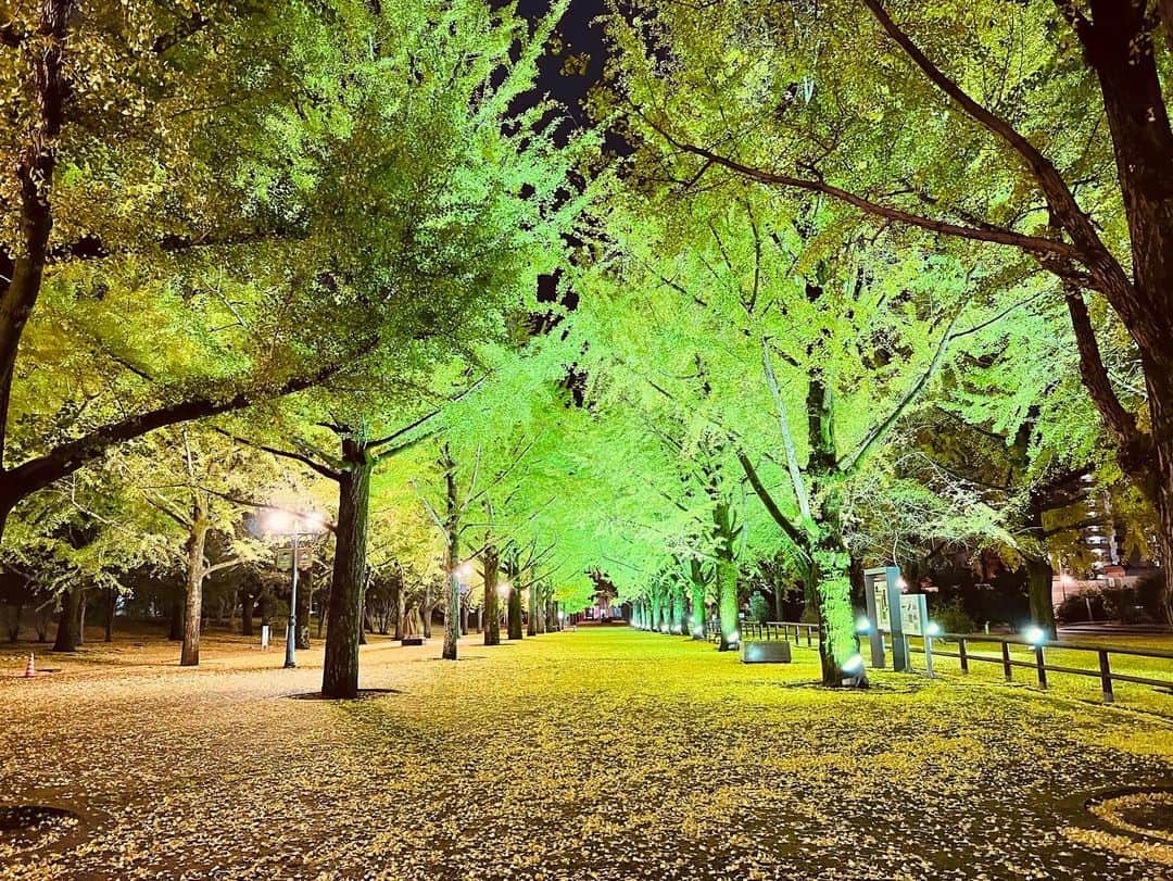 九州電力さんのインスタグラム写真 - (九州電力Instagram)「黄金色に染まるイチョウ並木💛 . 熊本県庁のメイン門であるプロムナードには肥後54万石にちなみ、54本のイチョウが植えられています🏵⁣  期間中は夜間ライトアップされ、昼間とは一味違った幻想的な景観を楽しむことができます✨  ----------------------------------------------- 📍熊本県庁プロムナード 住所：熊本県熊本市中央区水前寺6-18-1 ライトアップ：～令和5年11月30日(木)　18:00～21:00 駐車場：あり 料金：観覧無料 ----------------------------------------------- ※写真提供：熊本県財産経営課 ※写真は過去に撮影されたものです。  お届けする九州の風景が、皆さまの元気や癒しになれば幸いです☘️  #九州電力 #熊本 #熊本市 #熊本県庁 #熊本県庁プロムナード #ライトアップ #紅葉 #紅葉スポット #銀杏 #銀杏並木 #熊本観光 #熊本旅行」11月22日 17時14分 - kyuden_official