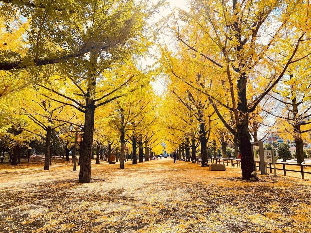 九州電力さんのインスタグラム写真 - (九州電力Instagram)「黄金色に染まるイチョウ並木💛 . 熊本県庁のメイン門であるプロムナードには肥後54万石にちなみ、54本のイチョウが植えられています🏵⁣  期間中は夜間ライトアップされ、昼間とは一味違った幻想的な景観を楽しむことができます✨  ----------------------------------------------- 📍熊本県庁プロムナード 住所：熊本県熊本市中央区水前寺6-18-1 ライトアップ：～令和5年11月30日(木)　18:00～21:00 駐車場：あり 料金：観覧無料 ----------------------------------------------- ※写真提供：熊本県財産経営課 ※写真は過去に撮影されたものです。  お届けする九州の風景が、皆さまの元気や癒しになれば幸いです☘️  #九州電力 #熊本 #熊本市 #熊本県庁 #熊本県庁プロムナード #ライトアップ #紅葉 #紅葉スポット #銀杏 #銀杏並木 #熊本観光 #熊本旅行」11月22日 17時14分 - kyuden_official