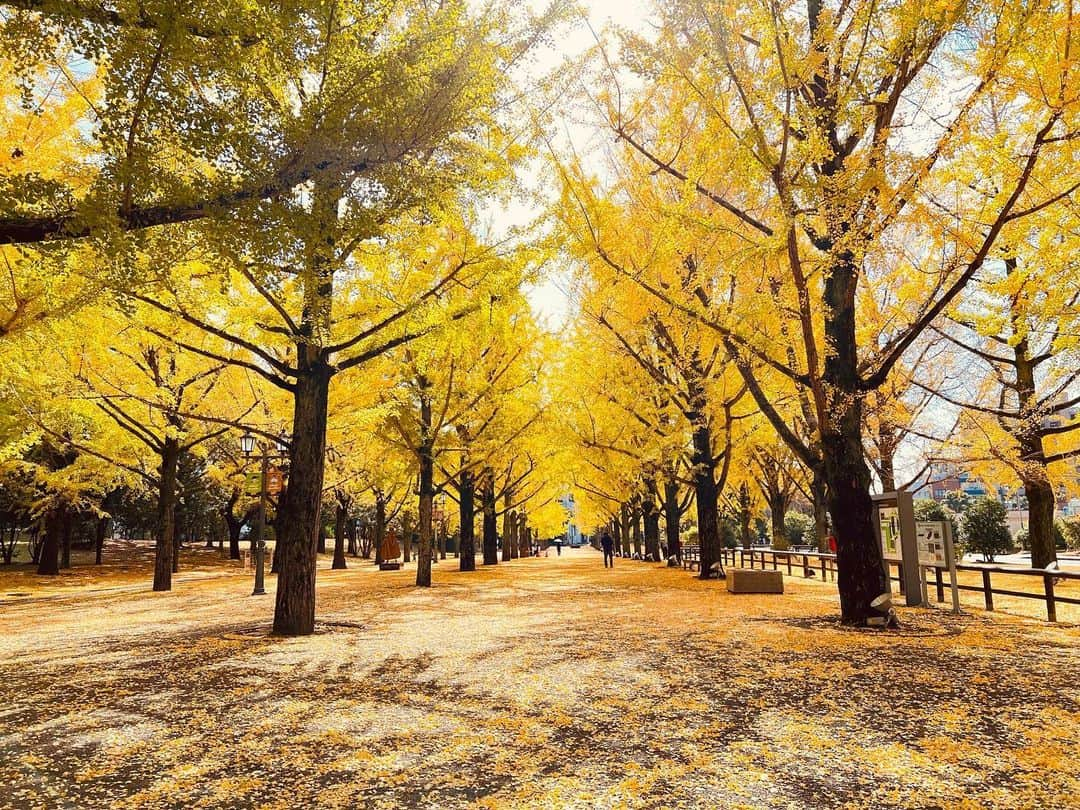 九州電力のインスタグラム：「黄金色に染まるイチョウ並木💛 . 熊本県庁のメイン門であるプロムナードには肥後54万石にちなみ、54本のイチョウが植えられています🏵⁣  期間中は夜間ライトアップされ、昼間とは一味違った幻想的な景観を楽しむことができます✨  ----------------------------------------------- 📍熊本県庁プロムナード 住所：熊本県熊本市中央区水前寺6-18-1 ライトアップ：～令和5年11月30日(木)　18:00～21:00 駐車場：あり 料金：観覧無料 ----------------------------------------------- ※写真提供：熊本県財産経営課 ※写真は過去に撮影されたものです。  お届けする九州の風景が、皆さまの元気や癒しになれば幸いです☘️  #九州電力 #熊本 #熊本市 #熊本県庁 #熊本県庁プロムナード #ライトアップ #紅葉 #紅葉スポット #銀杏 #銀杏並木 #熊本観光 #熊本旅行」