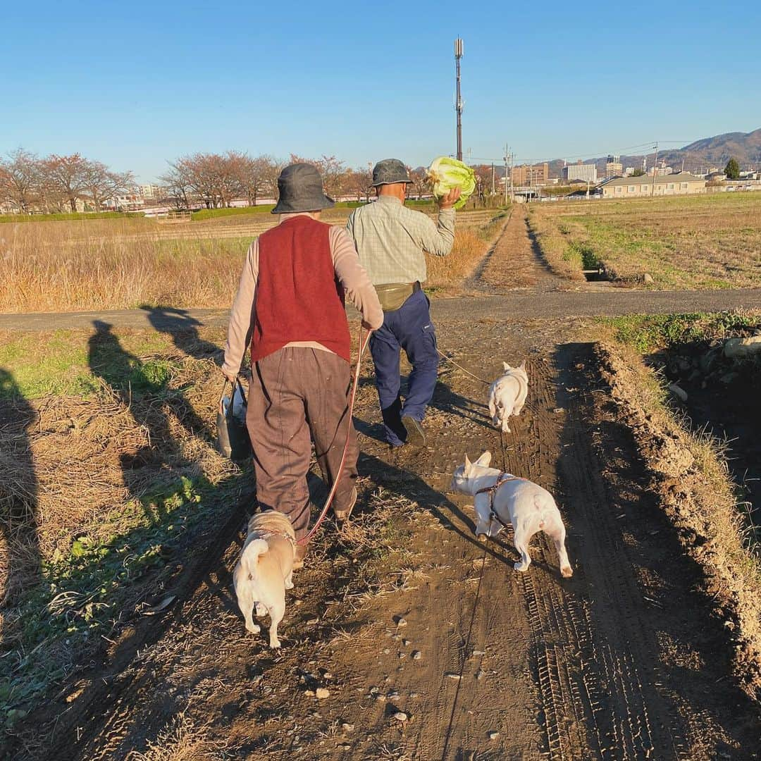 ひぐちにちほのインスタグラム：「トーさんは白菜担いで散歩行ってきました〜  #pug #frenchbulldog #ひぐち猫 #ひぐちお茶目 #ひぐちことぶき #ひぐち万平」