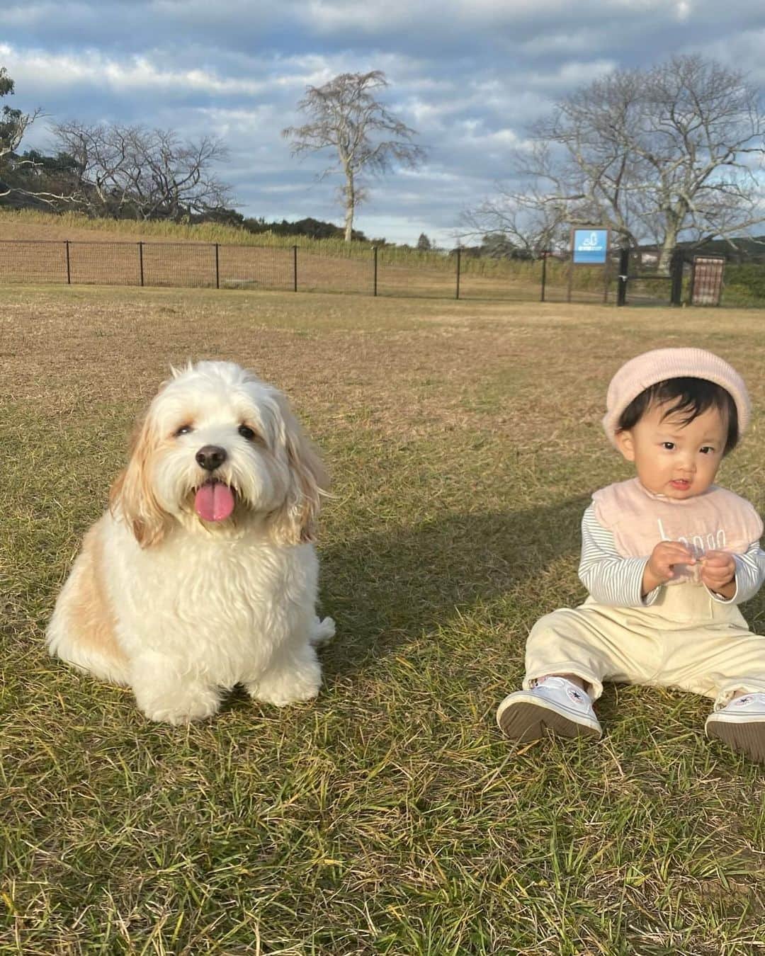 あんちゃんさんのインスタグラム写真 - (あんちゃんInstagram)「マザー牧場🐑🐄🦙  昨日のお休みは 家族みんなで千葉にある マザー牧場に行ってきたよ🤎  天気も良くて 広々とした草原が とっても気持ちよかった☺️  はじめましてのひつじさんに ビビりながらも ご挨拶してたあんちゃん😂🐏  モチモチの方が積極的でした👶🏻笑  すごい広いドッグランもあって あんちゃん大喜び！！！  端から端まで 全力猛ダッシュしてて めちゃくちゃ可愛かった💨  すごい楽しそうに喜んでくれてて パパもママもその姿を見れて大満足😤🩷  ワンちゃんも赤ちゃんも ウェルカム感溢れる施設で 犬連れ子連れには最高でした！！  ありがたや！！！  ちなみにモチモチは 施設内にあったひつじの銅像？を指さして 「あちゃん！あちゃん！」と言ってました🤣  フォルムがね。 あんちゃんに似てるよね。笑  ｱﾁｬﾝ‼︎‼︎👶🏻👉🐑  帰りの車で 「年パス買う？」って話てたくらいは お気に入りの場所になりました🤣🤣  近くにグランピング施設があって ワンちゃんも泊まれるから 今度行ってみようかな✨  また休みの日に みんなで行こうねーっ🥰  #キャバションあんちゃん #モフモフとモチモチ   #マザー牧場 #あんちゃん　#ぬいぐるみ犬 #スヌーピー  #スヌーピー犬 #キャバション　#キャバビション　 #キャバリア #キャバリアキングチャールズスパニエル #ビションフリーゼ　 #犬 #犬のいる暮らし  #いぬのきもち  #短足部　#比熊犬 #doglove #cavachon #inustagram #puppy  #snoopy #andy #Cavalier #CavalierKingCharlesSpaniel  #BichonFrize #Bichon #멍스타그램 #개스타그램　#댕스마스」11月22日 17時25分 - anchan_0115_andy