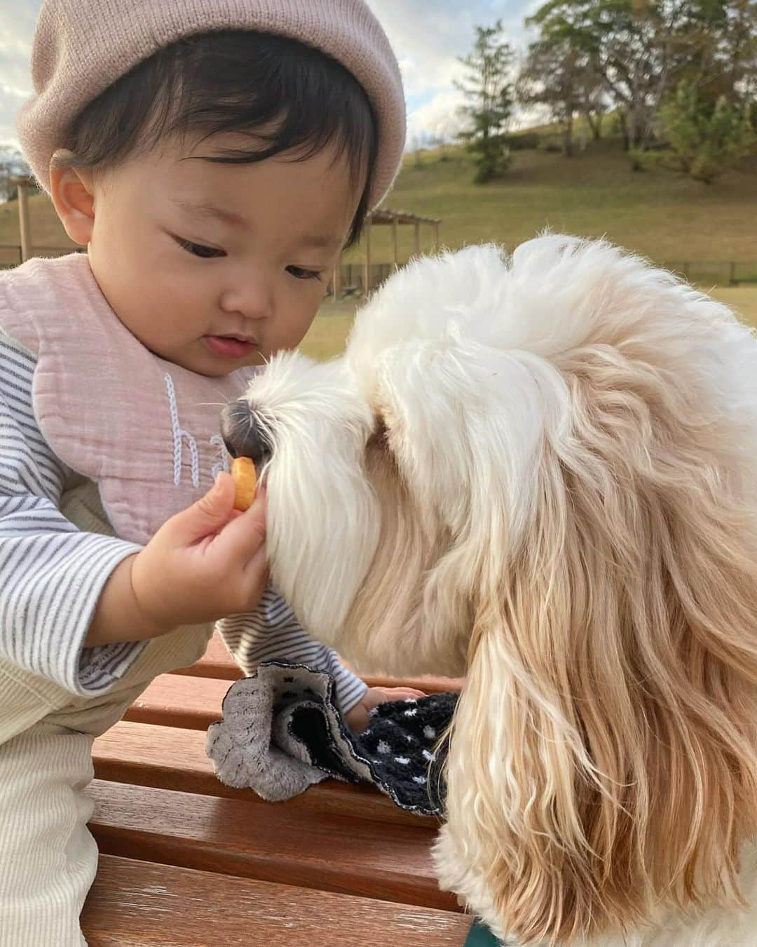 あんちゃんさんのインスタグラム写真 - (あんちゃんInstagram)「マザー牧場🐑🐄🦙  昨日のお休みは 家族みんなで千葉にある マザー牧場に行ってきたよ🤎  天気も良くて 広々とした草原が とっても気持ちよかった☺️  はじめましてのひつじさんに ビビりながらも ご挨拶してたあんちゃん😂🐏  モチモチの方が積極的でした👶🏻笑  すごい広いドッグランもあって あんちゃん大喜び！！！  端から端まで 全力猛ダッシュしてて めちゃくちゃ可愛かった💨  すごい楽しそうに喜んでくれてて パパもママもその姿を見れて大満足😤🩷  ワンちゃんも赤ちゃんも ウェルカム感溢れる施設で 犬連れ子連れには最高でした！！  ありがたや！！！  ちなみにモチモチは 施設内にあったひつじの銅像？を指さして 「あちゃん！あちゃん！」と言ってました🤣  フォルムがね。 あんちゃんに似てるよね。笑  ｱﾁｬﾝ‼︎‼︎👶🏻👉🐑  帰りの車で 「年パス買う？」って話てたくらいは お気に入りの場所になりました🤣🤣  近くにグランピング施設があって ワンちゃんも泊まれるから 今度行ってみようかな✨  また休みの日に みんなで行こうねーっ🥰  #キャバションあんちゃん #モフモフとモチモチ   #マザー牧場 #あんちゃん　#ぬいぐるみ犬 #スヌーピー  #スヌーピー犬 #キャバション　#キャバビション　 #キャバリア #キャバリアキングチャールズスパニエル #ビションフリーゼ　 #犬 #犬のいる暮らし  #いぬのきもち  #短足部　#比熊犬 #doglove #cavachon #inustagram #puppy  #snoopy #andy #Cavalier #CavalierKingCharlesSpaniel  #BichonFrize #Bichon #멍스타그램 #개스타그램　#댕스마스」11月22日 17時25分 - anchan_0115_andy