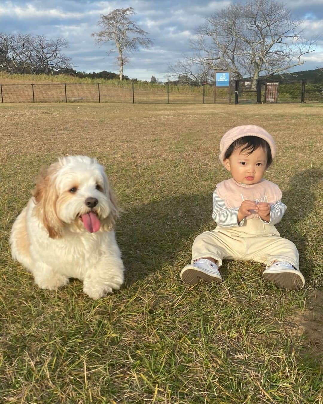 あんちゃんさんのインスタグラム写真 - (あんちゃんInstagram)「マザー牧場🐑🐄🦙  昨日のお休みは 家族みんなで千葉にある マザー牧場に行ってきたよ🤎  天気も良くて 広々とした草原が とっても気持ちよかった☺️  はじめましてのひつじさんに ビビりながらも ご挨拶してたあんちゃん😂🐏  モチモチの方が積極的でした👶🏻笑  すごい広いドッグランもあって あんちゃん大喜び！！！  端から端まで 全力猛ダッシュしてて めちゃくちゃ可愛かった💨  すごい楽しそうに喜んでくれてて パパもママもその姿を見れて大満足😤🩷  ワンちゃんも赤ちゃんも ウェルカム感溢れる施設で 犬連れ子連れには最高でした！！  ありがたや！！！  ちなみにモチモチは 施設内にあったひつじの銅像？を指さして 「あちゃん！あちゃん！」と言ってました🤣  フォルムがね。 あんちゃんに似てるよね。笑  ｱﾁｬﾝ‼︎‼︎👶🏻👉🐑  帰りの車で 「年パス買う？」って話てたくらいは お気に入りの場所になりました🤣🤣  近くにグランピング施設があって ワンちゃんも泊まれるから 今度行ってみようかな✨  また休みの日に みんなで行こうねーっ🥰  #キャバションあんちゃん #モフモフとモチモチ   #マザー牧場 #あんちゃん　#ぬいぐるみ犬 #スヌーピー  #スヌーピー犬 #キャバション　#キャバビション　 #キャバリア #キャバリアキングチャールズスパニエル #ビションフリーゼ　 #犬 #犬のいる暮らし  #いぬのきもち  #短足部　#比熊犬 #doglove #cavachon #inustagram #puppy  #snoopy #andy #Cavalier #CavalierKingCharlesSpaniel  #BichonFrize #Bichon #멍스타그램 #개스타그램　#댕스마스」11月22日 17時25分 - anchan_0115_andy