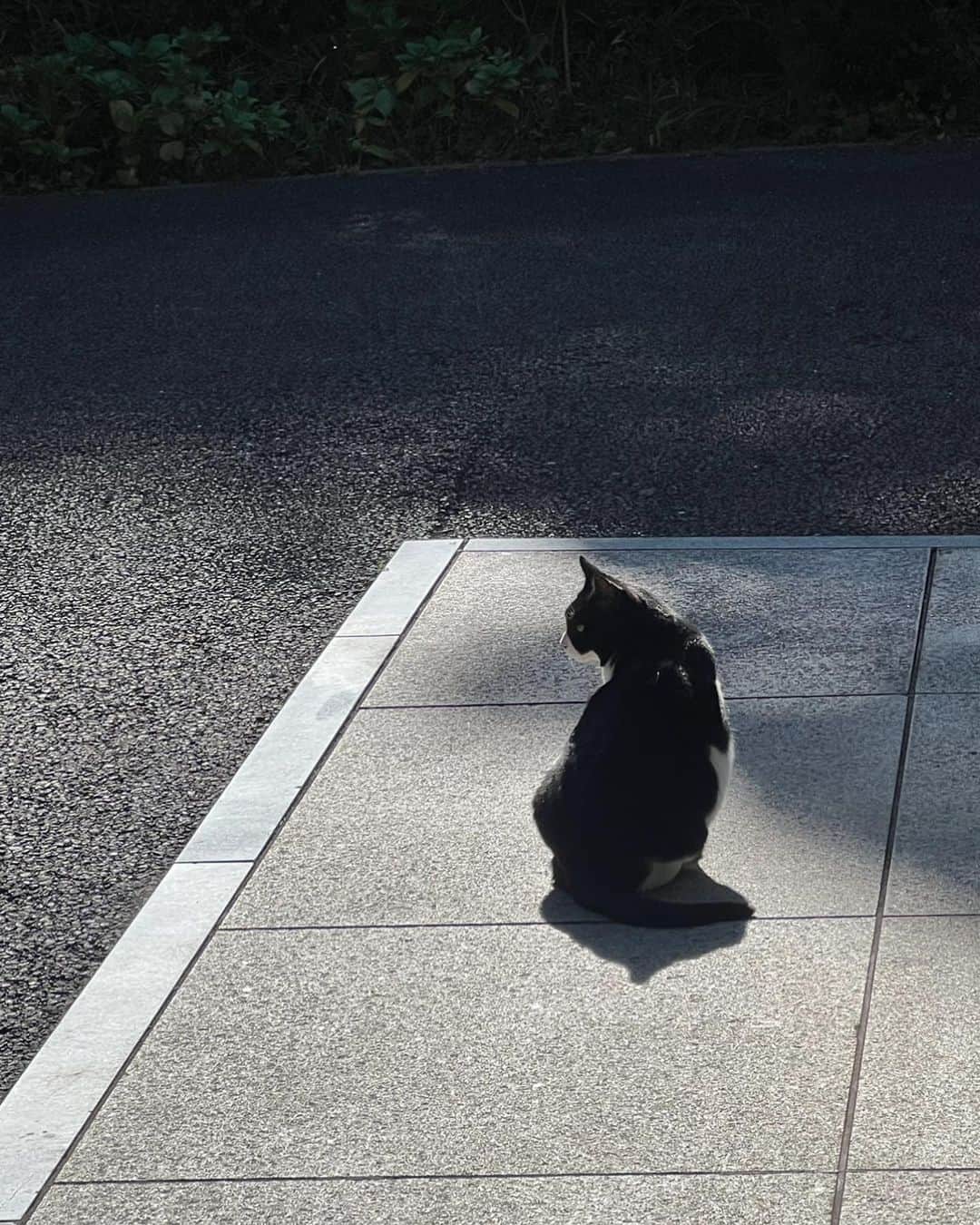 園田あいかさんのインスタグラム写真 - (園田あいかInstagram)「🐈‍⬛」11月22日 17時37分 - for__offwhitey_9