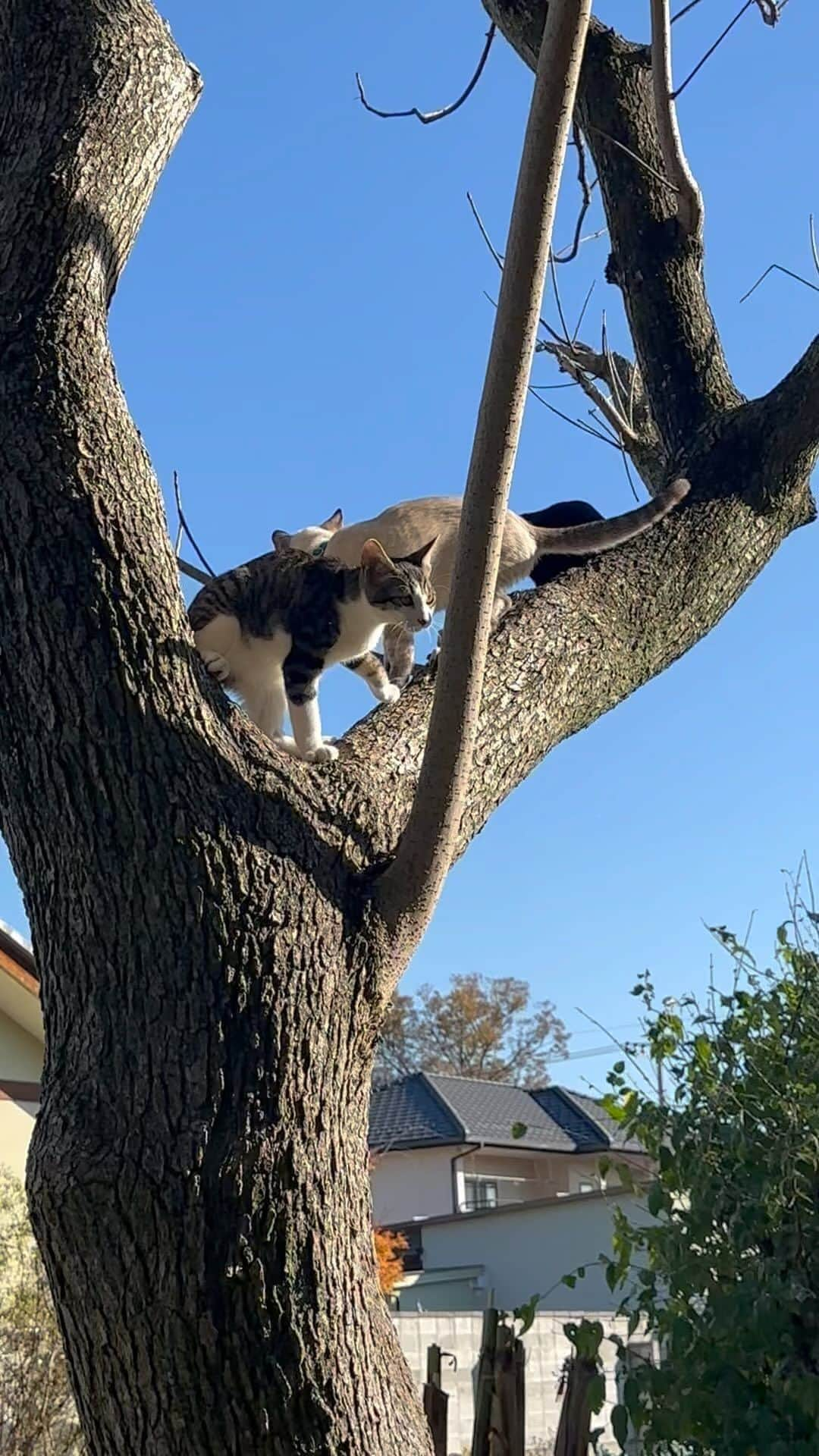 やふのインスタグラム：「猫の成る木🌲 . #cat #neko #catlovers #catsofinstagram #catstagram #instacat #猫 #ねこ #ネコ #保護猫 #健 #万」