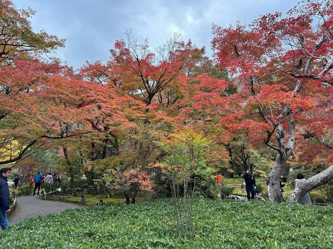 山中真さんのインスタグラム写真 - (山中真Instagram)「・ 今週は紅葉中継。  嵐山の宝厳院、 戦国時代からのお庭は 紅葉の名所でそろそろ見頃。 ただお寺は1461年創建ながら 明治に入り本堂がない時期が。  そこで銀行にお金を借りて土地を買い 今の場所に来たのは21年前。 今もご住職は拝観料などから ローン返済をしているそうで。  本堂のふすま絵は 田村能里子さんの作品。  寺院で朱色というのも そして本堂に女流画家、というのも これまでにない新しい試み。  伝統を守りつつ これからも新しいチャレンジを！  #mbs #よんチャンtv #毎日生中継 #山ちゃん中継 #宝厳院　#天龍寺塔頭 #紅葉　#京都紅葉 #田村能里子」11月22日 17時38分 - makorine1120