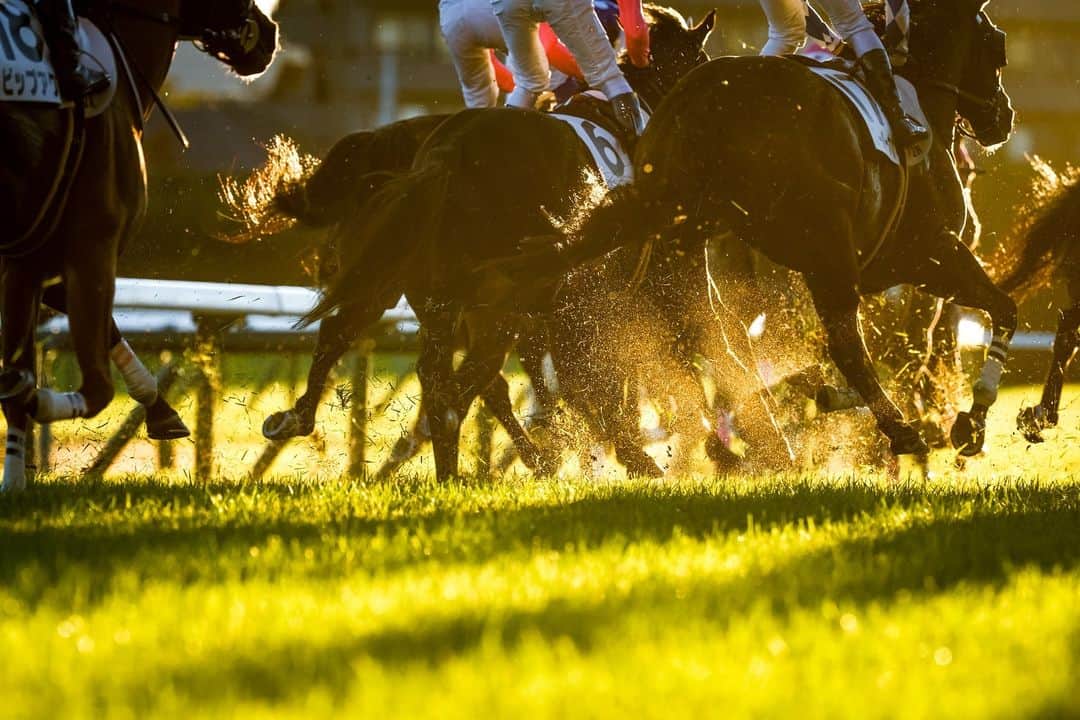 のインスタグラム：「ㅤㅤㅤㅤㅤㅤㅤㅤㅤㅤㅤㅤㅤㅤㅤ ㅤㅤㅤㅤㅤㅤㅤㅤㅤㅤㅤㅤㅤㅤㅤ 夕陽に向かって 🏇✨ 11/19(sun) @東京競馬場 🌇  撮影：下野雄規  #今週の中の人のお気に入り 🎞✨ #instahorse #horsetagram #thoroughbred #horseracing #horse #horseofinstagram #競馬 #instagood #sunday_film_ #キリトリセカイ」