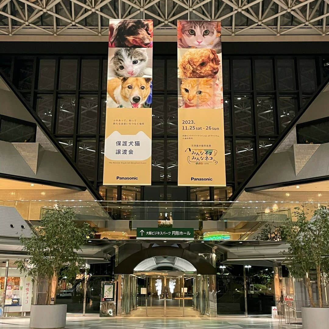 sippoのインスタグラム：「いよいよ今週末  11/25～26に大阪で初開催の #パナソニック保護犬猫譲渡会  大型バナーが会場の目印です  ワンちゃんもネコちゃんもたくさん駆けつけます。見学のみも大歓迎💪   ※事前予約枠は随時キャンセル対応しております。適宜ご確認ください   主催Panasonic、協力sippo  当日参加される犬猫のご紹介はこちら↓ https://sippo.asahi.com/article/15062919  11月25日の事前予約枠はこちら↓ https://peatix.com/event/create2/3723528  11月26日の事前予約枠はこちら↓ https://peatix.com/event/create2/3723530」