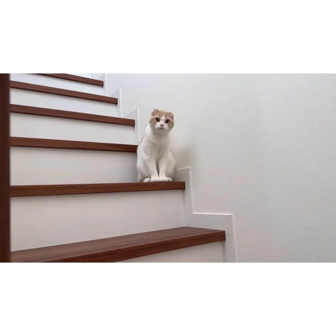 もちまるさんのインスタグラム写真 - (もちまるInstagram)「猫たちにだるまさんが転んだをしてみたら反応がかわいすぎましたw」11月22日 18時00分 - catmotimaru