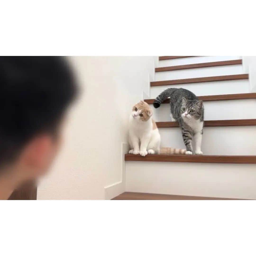 もちまるのインスタグラム：「猫たちにだるまさんが転んだをしてみたら反応がかわいすぎましたw」