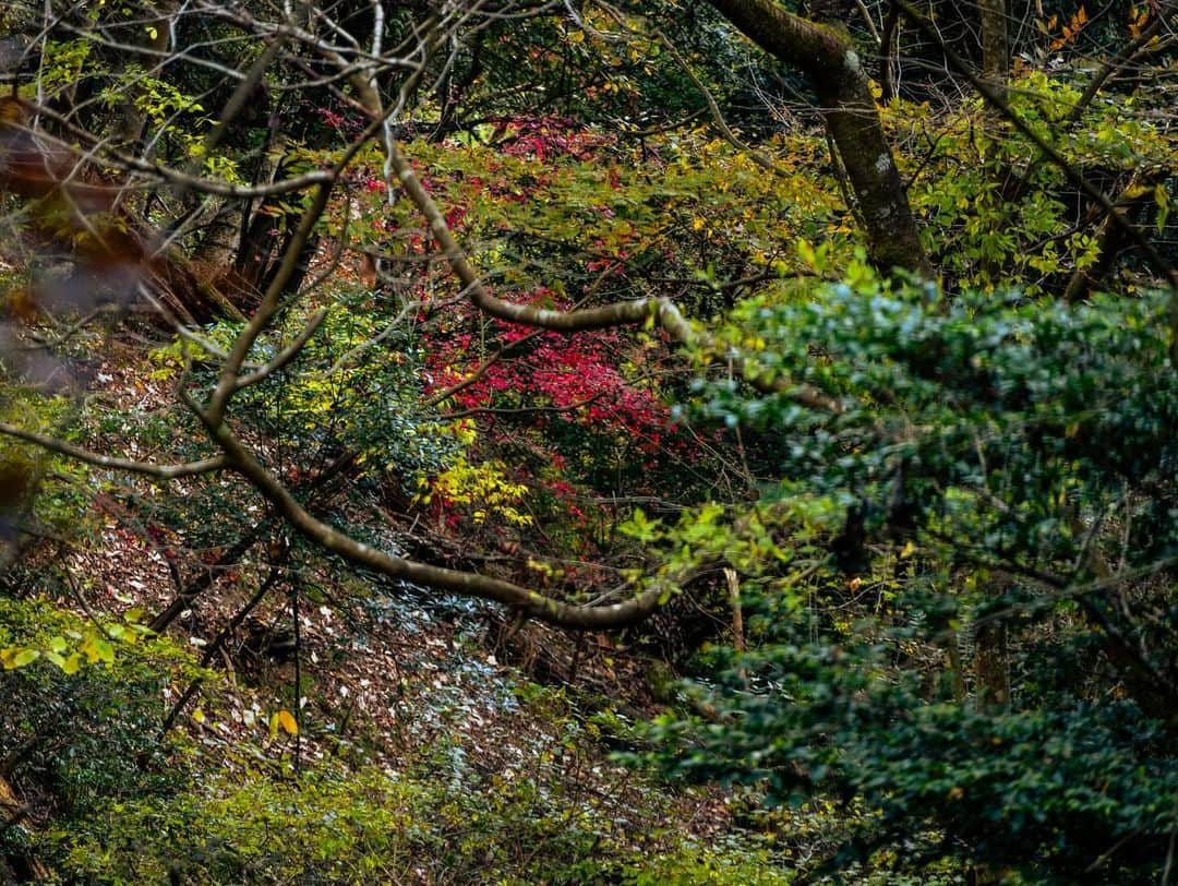 宇野陽介さんのインスタグラム写真 - (宇野陽介Instagram)「秋深まって来ましたね🍁 次は、クリスマスにBMX🪅🎄🧑‍🎄  #aresbikes #bmx #flatland #freestylebmx #兵庫県 #秋 #写真 #lumixjapan #lumix  #gh6 #microfourthirds」11月22日 18時30分 - yorkuno