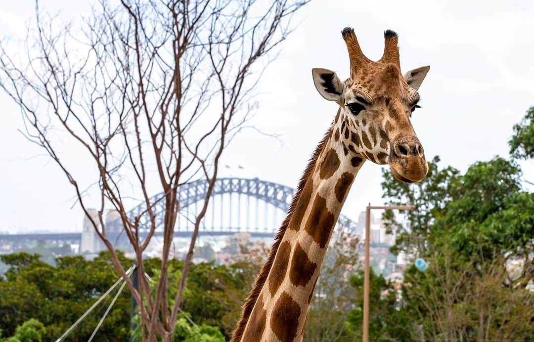 タロンガ動物園のインスタグラム：「Did you catch the series return of Taronga: Who's Who In The Zoo? 📺🦁🦏  If you did you would have seen the mammoth task it was to perform a general aesthetic on our 1200kg resident giraffe Jimiyu 🦒  Recently we caught up with Keeper Jimmy to get a bit of of an update of how Jimiyu is tracking on since his procedure and what training milestones Keeper Jimmy and the team are now focusing on.   Tune in now to hear more.   Also, catch up on the last two seasons and follow-up episodes via our Taronga Documentary hub which you can access via our link in bio ☝️  #forthewild #tarongawhoswhointhezoo」