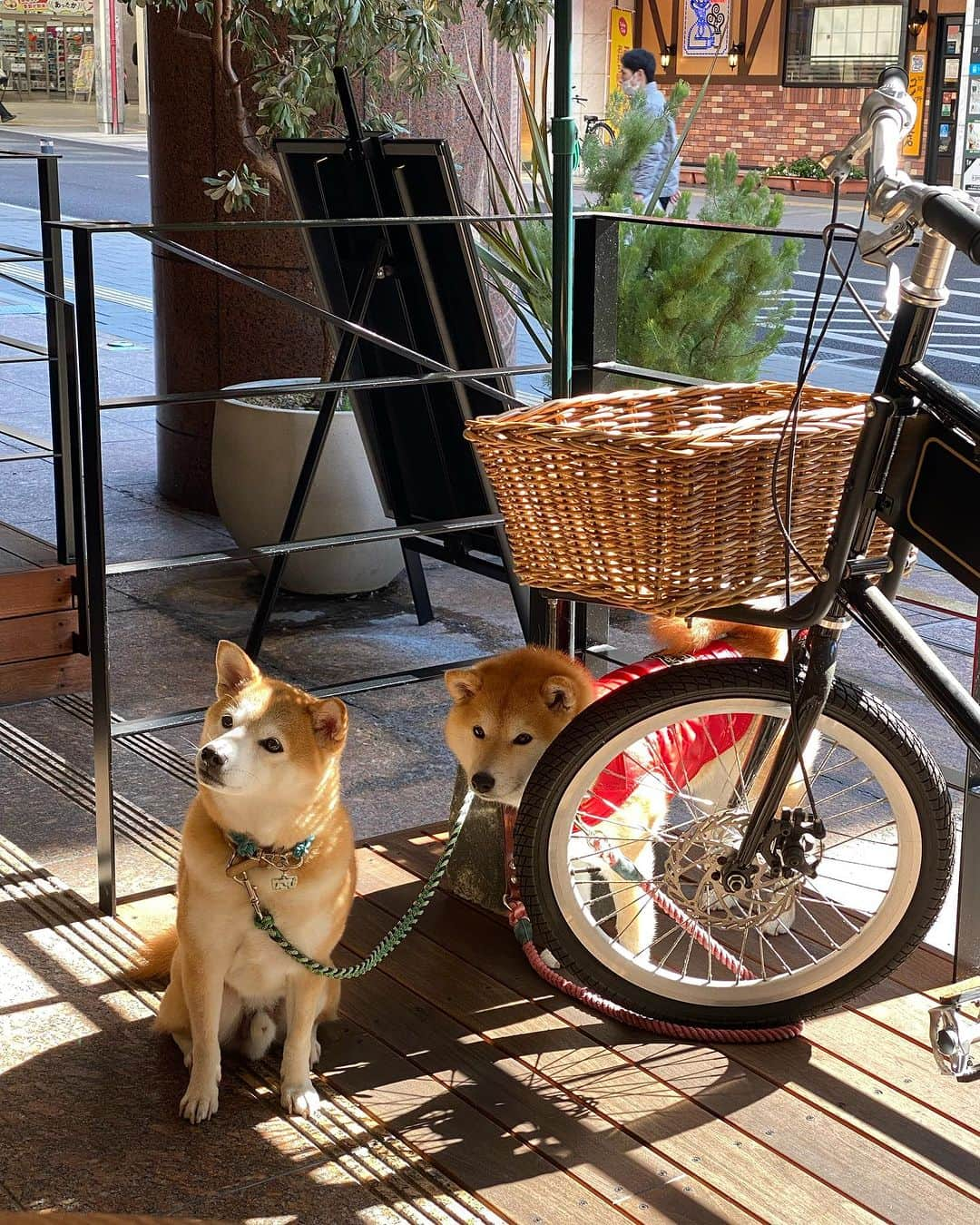 柴犬小雨さんのインスタグラム写真 - (柴犬小雨Instagram)「・ わさびくん @wasabi___inu と街中デート❤️ ・ ・ 城山公園をお散歩して〝CAFE・BRUNCH DUMBO”  @cafe.dumbo_1210 さんでランチしたよ🍽️ 居心地良くて美味しかったです😋 ・ その後は、萬翠荘の敷地内にある〝漱石珈琲店 愛松亭”  @aishotei_0511 さんへ🍵 紅葉が綺麗だった...🍁 ・ ・ 写真撮る時、わさびママが 「はい、チュール」 って言うと、わさびくんが首傾げるの可愛すぎたよ😂💕 こさめは、どうせ貰えないと分かってるから無反応🤣💦 ・ ・ あー今日も楽しかった♬ わさびくん＆ママ、いっぱい笑わせてくれてありがとー🫶 ・ ・ ・ #shiba_snap #shibamania #petstagram #dog  #shibadog #petstagram #pet #shiba #shibainu #shibaaaaainu #shibastagram #愛媛観光#dogstagram #子犬#仔犬#松山#愛媛グルメ #松山カフェ #松山ランチ#ペットokカフェ #豆柴#まめしば#しばいぬ #愛媛旅行 #しばけん #ペット#小狗#柴犬#犬#柴犬小雨#シバイヌ」11月22日 18時31分 - fuji_jun1205