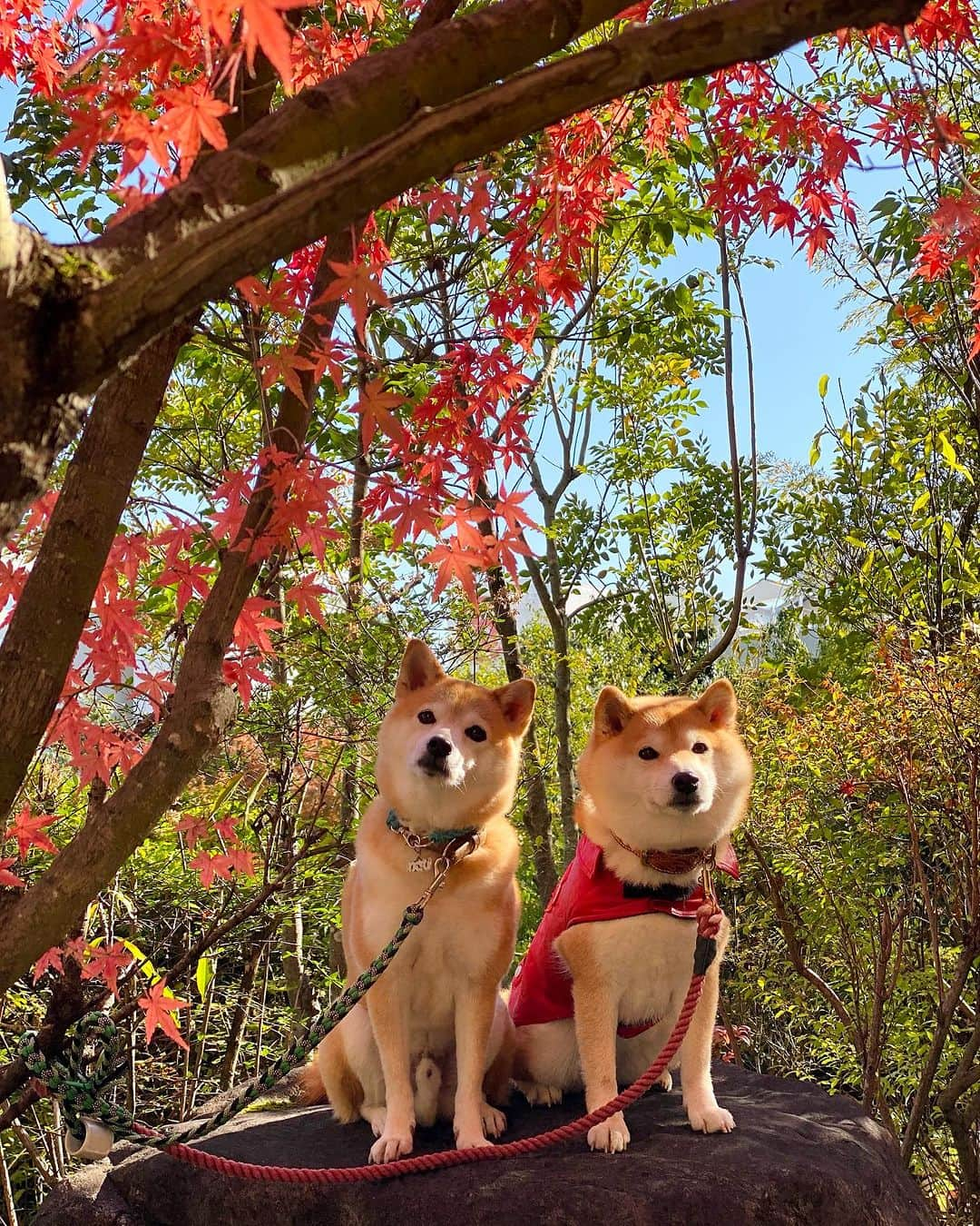 柴犬小雨さんのインスタグラム写真 - (柴犬小雨Instagram)「・ わさびくん @wasabi___inu と街中デート❤️ ・ ・ 城山公園をお散歩して〝CAFE・BRUNCH DUMBO”  @cafe.dumbo_1210 さんでランチしたよ🍽️ 居心地良くて美味しかったです😋 ・ その後は、萬翠荘の敷地内にある〝漱石珈琲店 愛松亭”  @aishotei_0511 さんへ🍵 紅葉が綺麗だった...🍁 ・ ・ 写真撮る時、わさびママが 「はい、チュール」 って言うと、わさびくんが首傾げるの可愛すぎたよ😂💕 こさめは、どうせ貰えないと分かってるから無反応🤣💦 ・ ・ あー今日も楽しかった♬ わさびくん＆ママ、いっぱい笑わせてくれてありがとー🫶 ・ ・ ・ #shiba_snap #shibamania #petstagram #dog  #shibadog #petstagram #pet #shiba #shibainu #shibaaaaainu #shibastagram #愛媛観光#dogstagram #子犬#仔犬#松山#愛媛グルメ #松山カフェ #松山ランチ#ペットokカフェ #豆柴#まめしば#しばいぬ #愛媛旅行 #しばけん #ペット#小狗#柴犬#犬#柴犬小雨#シバイヌ」11月22日 18時31分 - fuji_jun1205