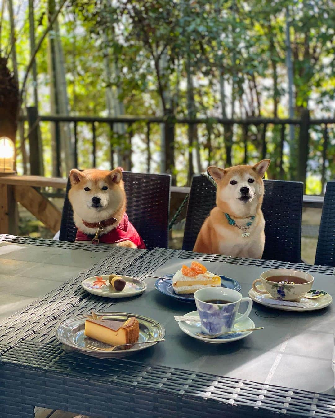 柴犬小雨さんのインスタグラム写真 - (柴犬小雨Instagram)「・ わさびくん @wasabi___inu と街中デート❤️ ・ ・ 城山公園をお散歩して〝CAFE・BRUNCH DUMBO”  @cafe.dumbo_1210 さんでランチしたよ🍽️ 居心地良くて美味しかったです😋 ・ その後は、萬翠荘の敷地内にある〝漱石珈琲店 愛松亭”  @aishotei_0511 さんへ🍵 紅葉が綺麗だった...🍁 ・ ・ 写真撮る時、わさびママが 「はい、チュール」 って言うと、わさびくんが首傾げるの可愛すぎたよ😂💕 こさめは、どうせ貰えないと分かってるから無反応🤣💦 ・ ・ あー今日も楽しかった♬ わさびくん＆ママ、いっぱい笑わせてくれてありがとー🫶 ・ ・ ・ #shiba_snap #shibamania #petstagram #dog  #shibadog #petstagram #pet #shiba #shibainu #shibaaaaainu #shibastagram #愛媛観光#dogstagram #子犬#仔犬#松山#愛媛グルメ #松山カフェ #松山ランチ#ペットokカフェ #豆柴#まめしば#しばいぬ #愛媛旅行 #しばけん #ペット#小狗#柴犬#犬#柴犬小雨#シバイヌ」11月22日 18時31分 - fuji_jun1205