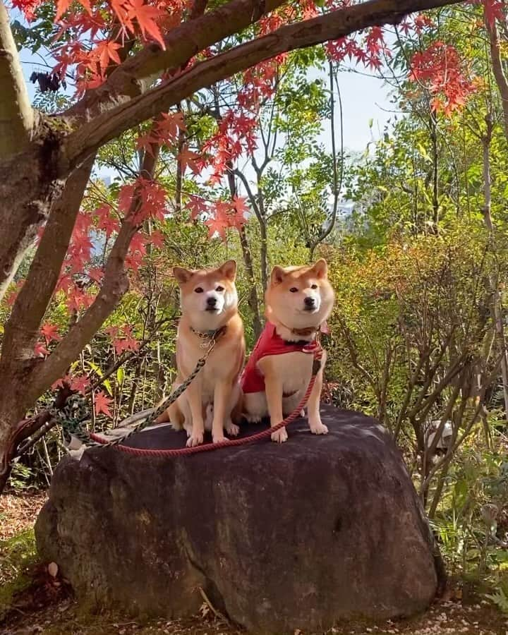 柴犬小雨のインスタグラム