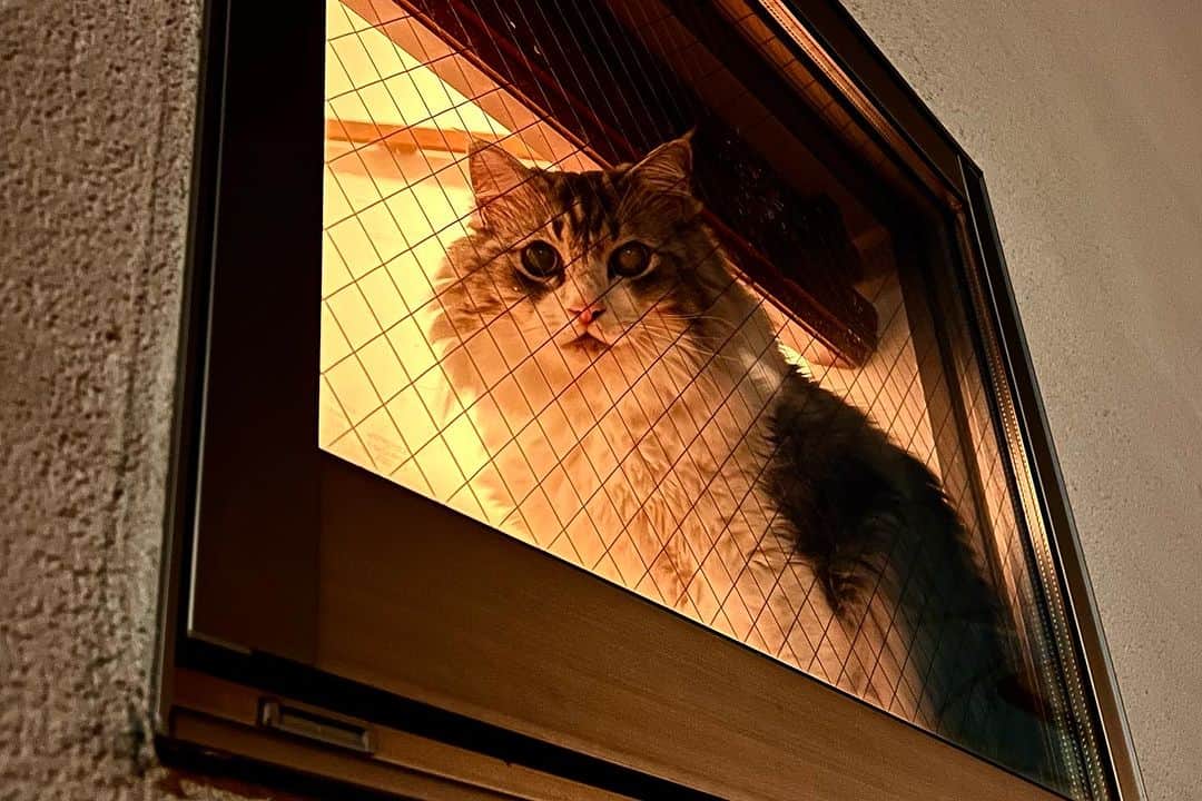 近藤研二さんのインスタグラム写真 - (近藤研二Instagram)「『祈り』209×140  技術がないので擬人化した猫は描いたことがないのだけど、絵のタイトルの付け方如何ではそんな風に映ることもあるのかな。  最後の写真はついさっき、近くの公園にスターリンク衛星を見に行って、30分もしないで帰ってきたんだけど、窓際で祈るように待っていたモイ。  衛星は通過の瞬間だけまさかの雲がかかってちょっとしか見えなかったー。  #firstnoel近藤研二展 #近藤モイ #モイチン #モイ202311 #モイ8才7ヶ月 #モイ階段」11月22日 18時32分 - kenjikond0