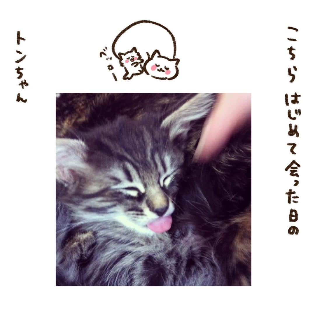 やまもとりえさんのインスタグラム写真 - (やまもとりえInstagram)「トンちゃんおめでとう🎊」11月22日 18時41分 - rinpotage