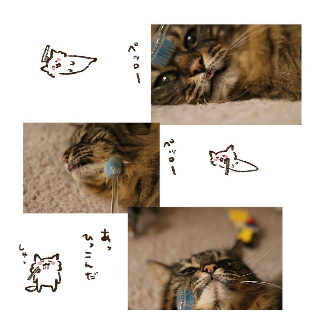 やまもとりえさんのインスタグラム写真 - (やまもとりえInstagram)「トンちゃんおめでとう🎊」11月22日 18時41分 - rinpotage