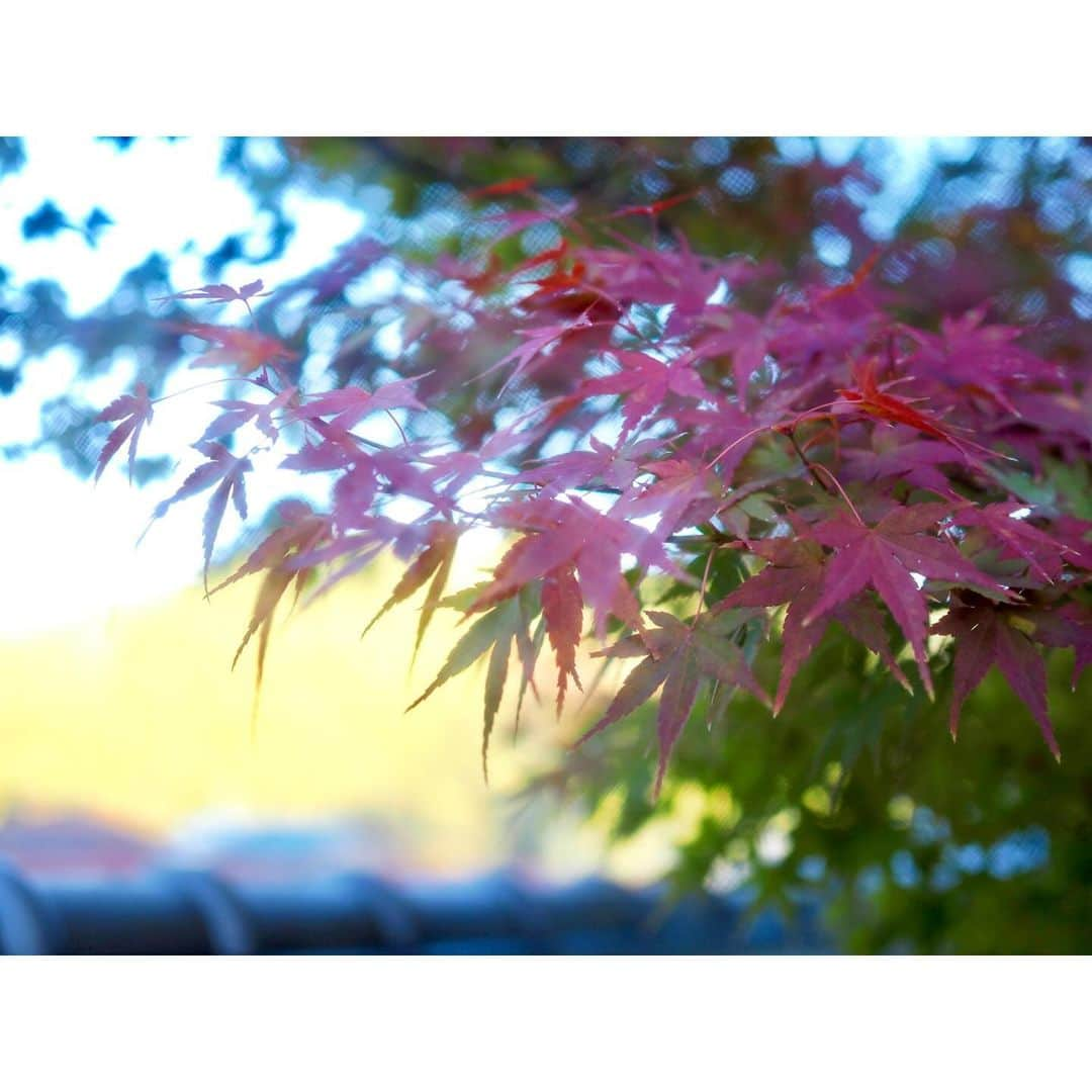 鬼頭明里のインスタグラム：「🍁🍁🍁」