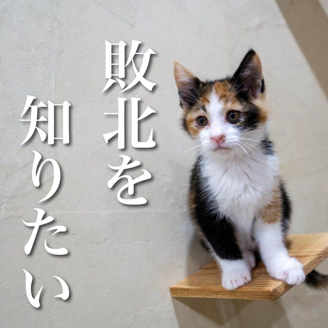 猫カフェきぶん屋のインスタグラム：「敗北を知りたい  今年は何をやってもうまくいった。 富も地位も名誉も手に入れた。 順調にいきすぎる人生も退屈なもんだ。 ああ、敗北を知りてえ。 最近の僕の口癖です。  な訳ない。地獄のミサワか。 うまくいかないことしかないわい‼︎ たまにうまくいくからギリギリでいつも生きていきたくないのにギリギリなんだ。 どうすんだ、今年はフォロワーさん増えたからいつもより売れるはずだと思って多めに注文して、過去最低ペースで売れなくて大量に残ってるこのカレンダー‼︎  ということで発送も落ち着きお待たせしてましたが本日ほぼ送り終わりましたので引き続きよろしくお願いします🥺 来週は新商品のわらび餅も入荷！ 相変わらず人気のチョコレートも！ 甘い誘惑のネットショップになってきましたが、ぜひご利用ください🫶  @nekocafekibunya  プロフィールのリンクからネットショップに進めます‼︎  🙏皆様にお願い🙏  いいねだけでなく、右下の保存ボタンを押してもらえると嬉しいです。  すごい勢いでフォロワーさんが増えて、情報が届けやすくなります。  ベジニャンシリーズ食べて応援してください🍛🍜🍝 https://kenkoshukan.stores.jp/  リラポ申請で10%還元中‼︎  https://relapo.jp/products/shop/kaetemiyou  プロフィールのハイライトから進めます‼️   お店のご来店は完全予約制にしておりますのでメッセージかお電話ください😊 兵庫県宝塚市、阪急小林駅より徒歩6分  #保護猫　#保護猫と暮らす　#保護猫を家族に　#ねこのいる生活　#ねこのいる幸せ」