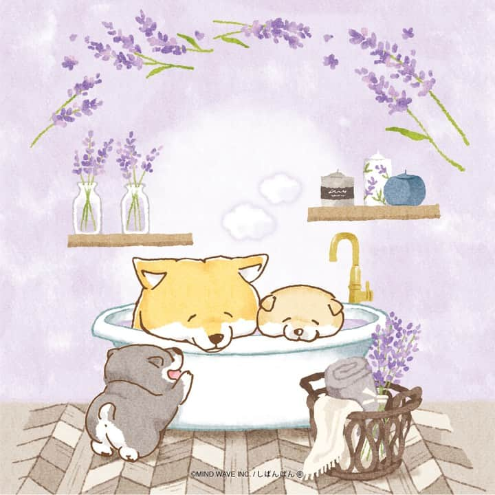 オオゴシヤステルのインスタグラム：「#今日のしばんばん  ぽかぽか🛁  〈 - ᴥ - (ᐡ-ᴥ-ᐡ)  #しばんばん #shibanban #むちころばんばん #muchicorobanban #微笑柴犬 #マインドウェイブ #mindwave #オオゴシヤステル #柴犬 #しばいぬ #sibainu #イラスト#ラベンダー #バスタイム」